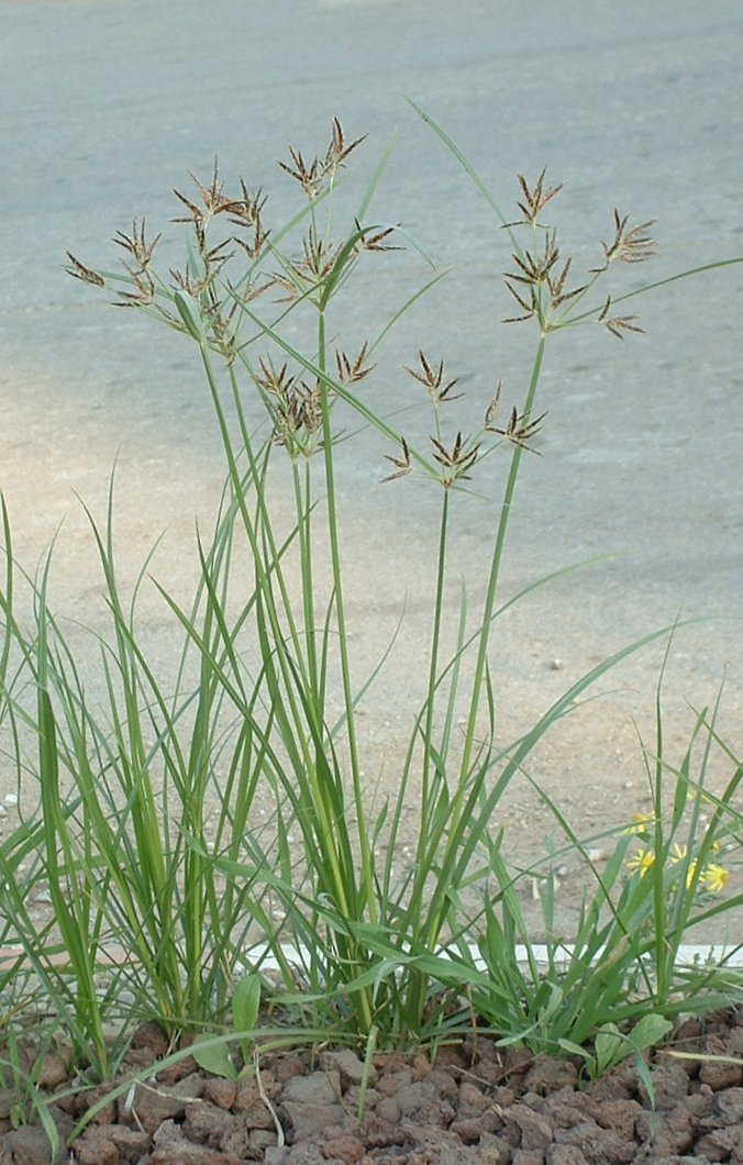 FileNutgrass_Cyperus_rotundus02.jpg