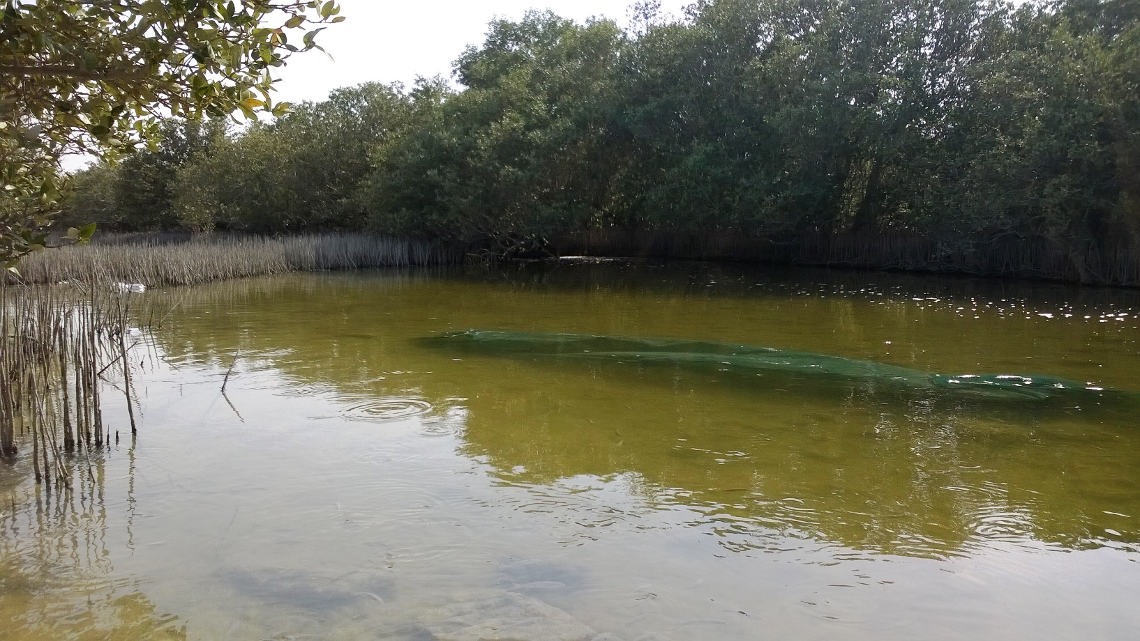 FileAl_khore_Mangrove_forest_Purpule_Island_-_panoramio_12.jpg
