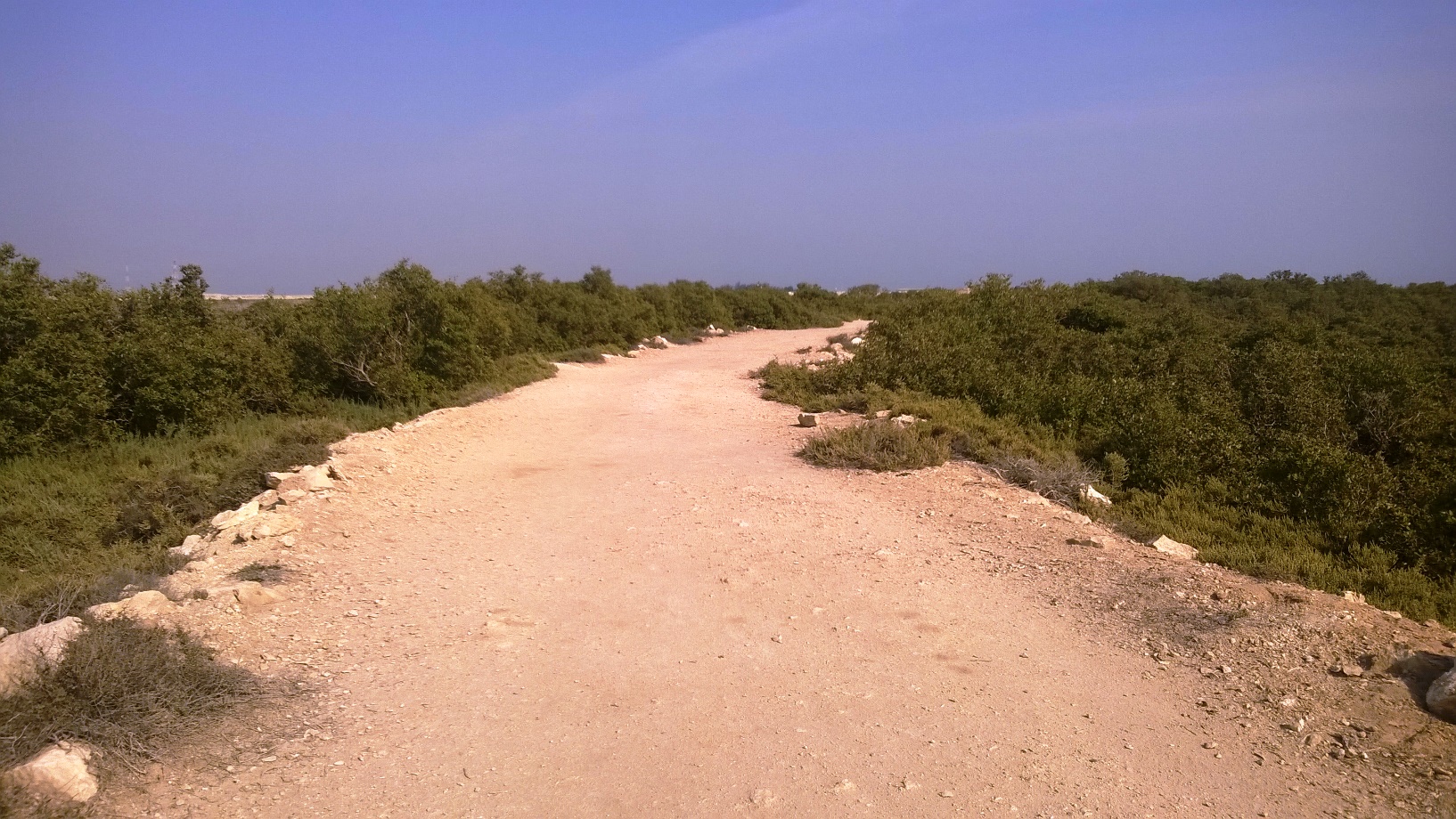 FileAl_khore_Mangrove_forest_Purpule_Island_-_panoramio_28.jpg