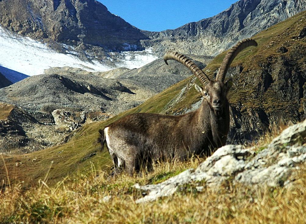 Balanica