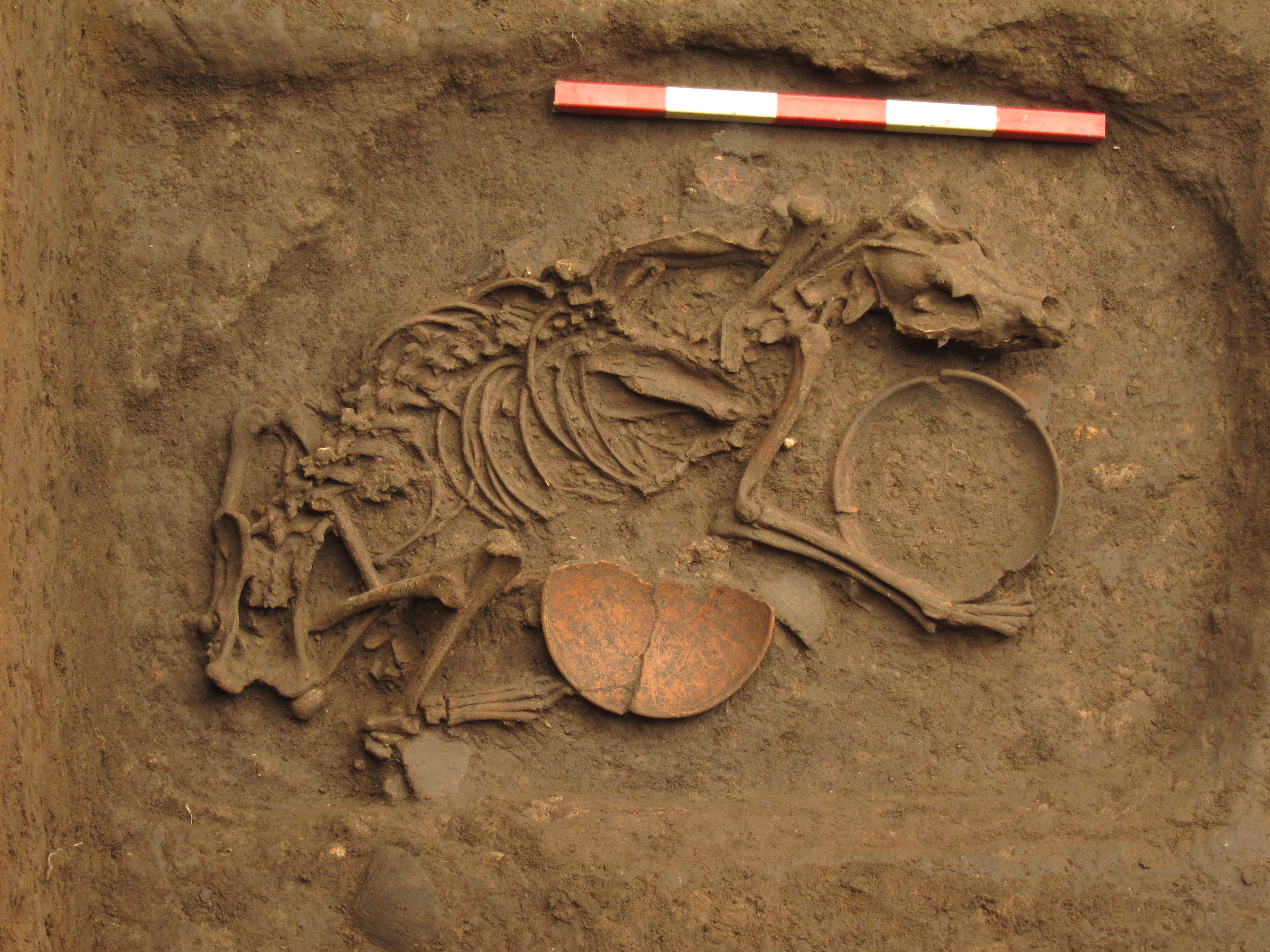 FileDog_burial_from_Ban_Non_Wat.jpg