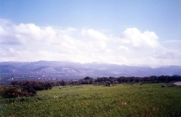 FileBatroumine_Forests.jpg