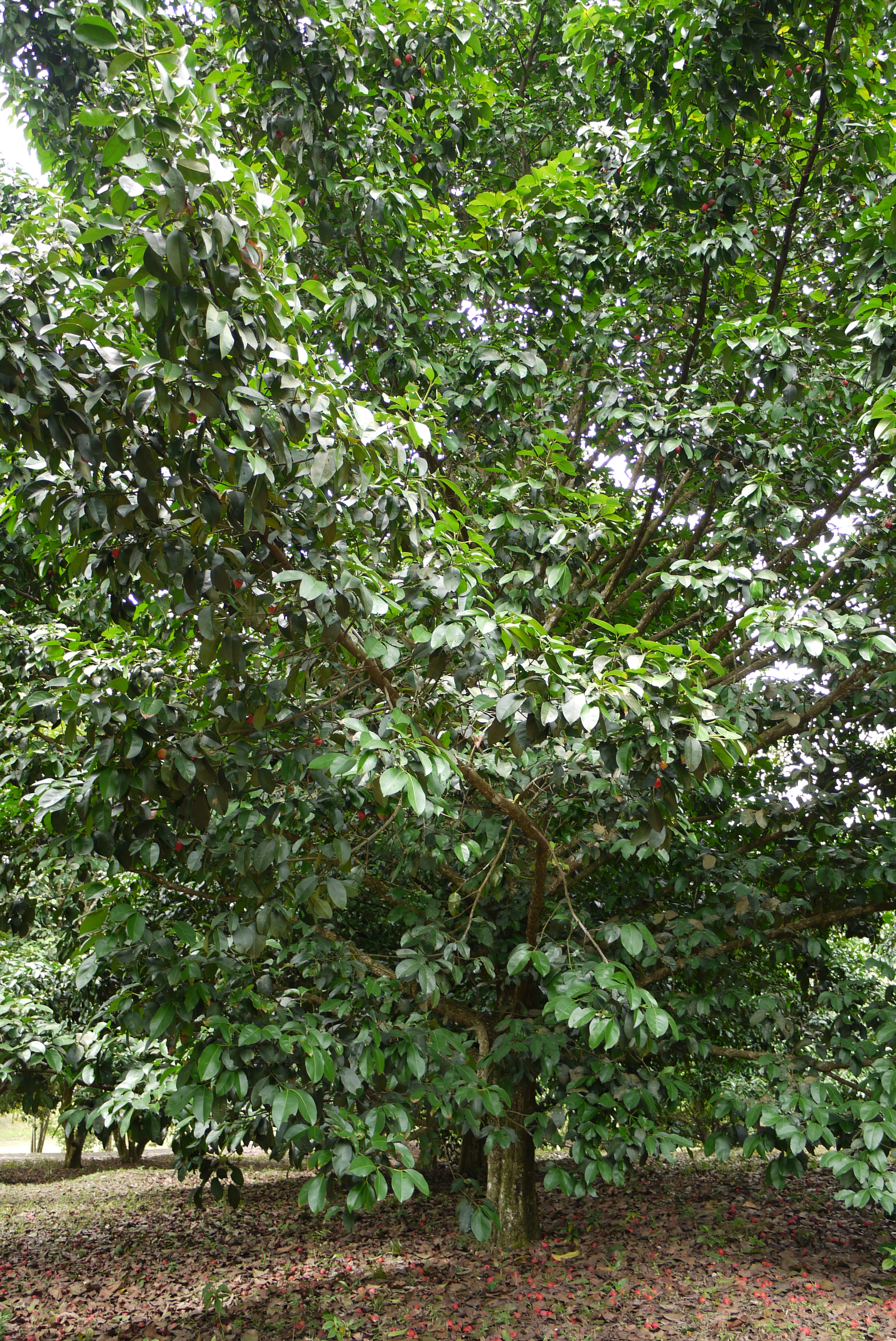 FileFruit_tree_of_Garcinia_hombroniana.JPG