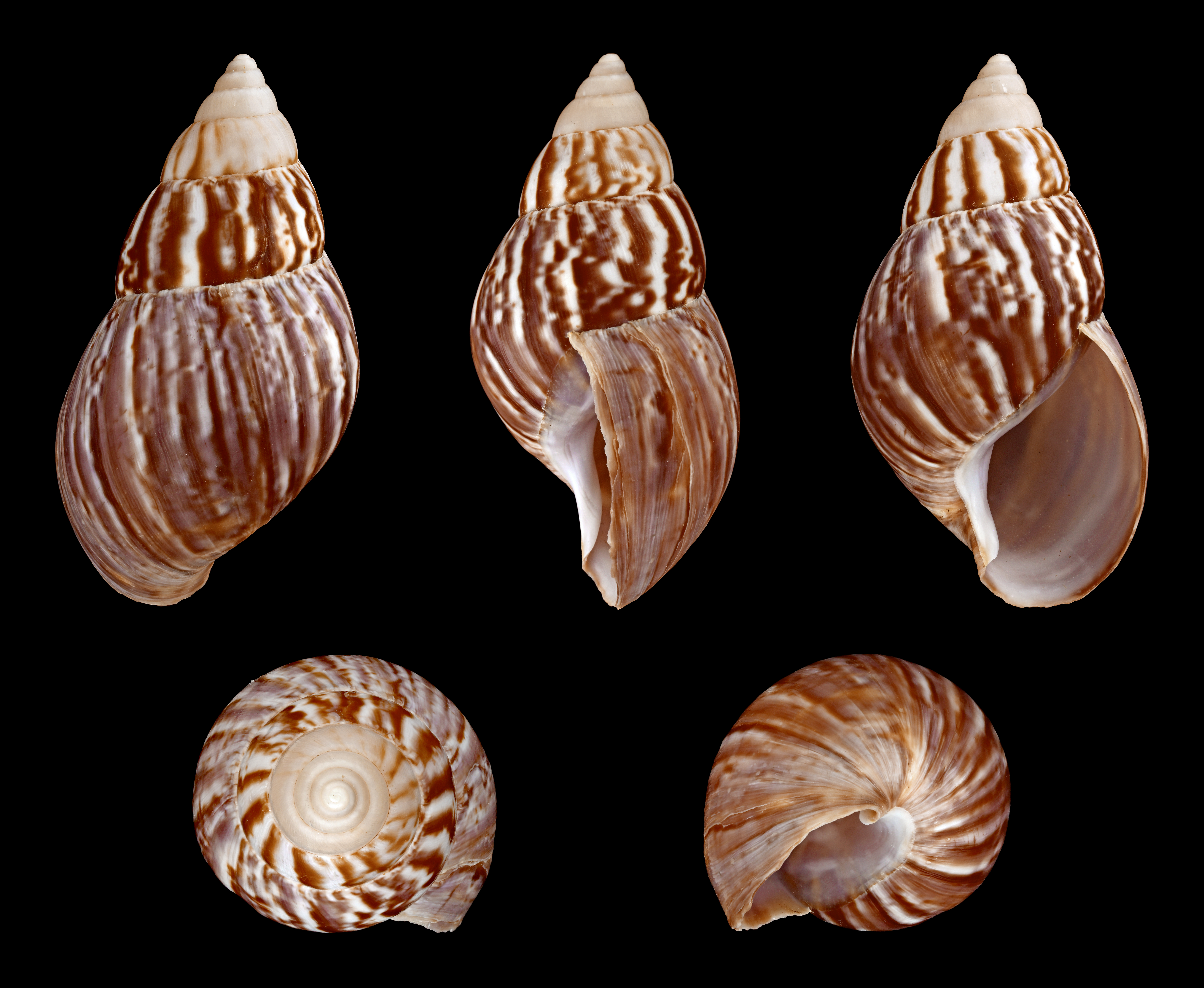 FileAchatina_fulica_01.JPG