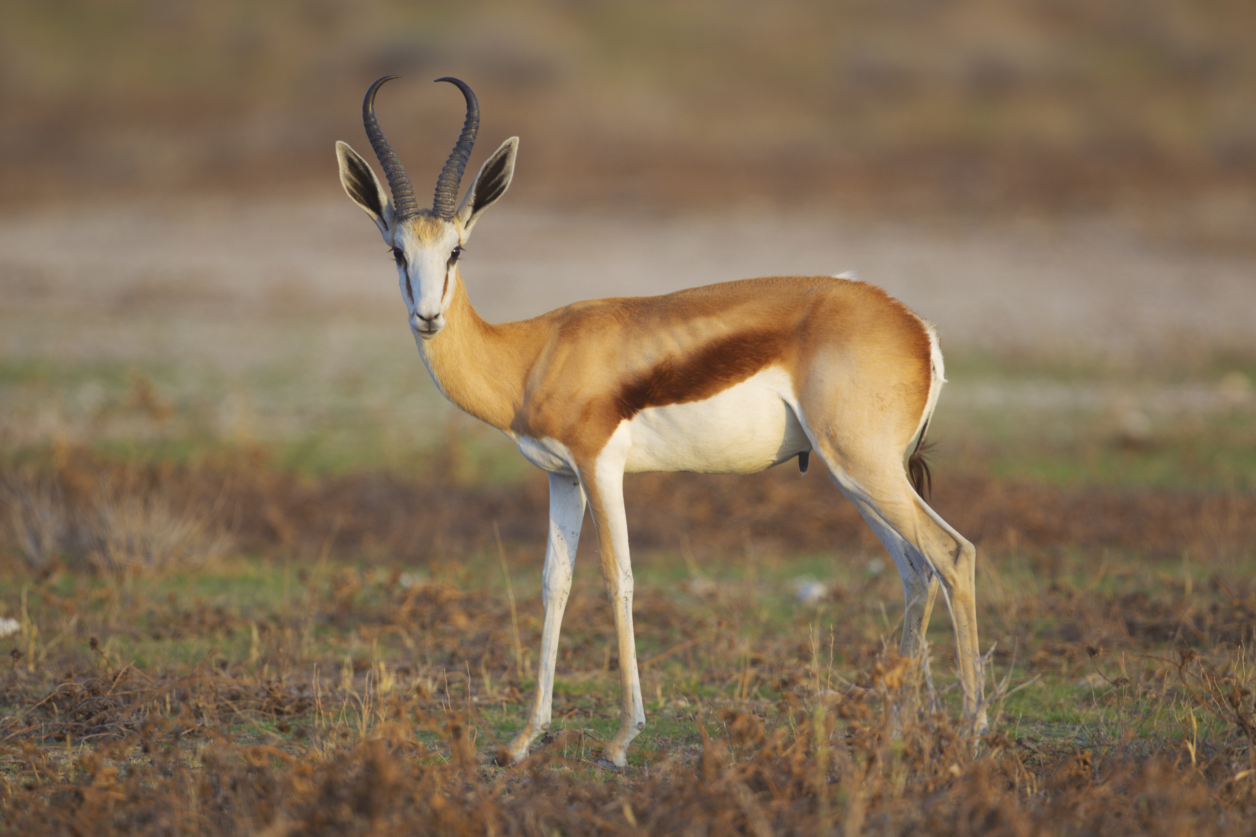 FileAntidorcas_marsupialis_male_Etosha_2012.jpg