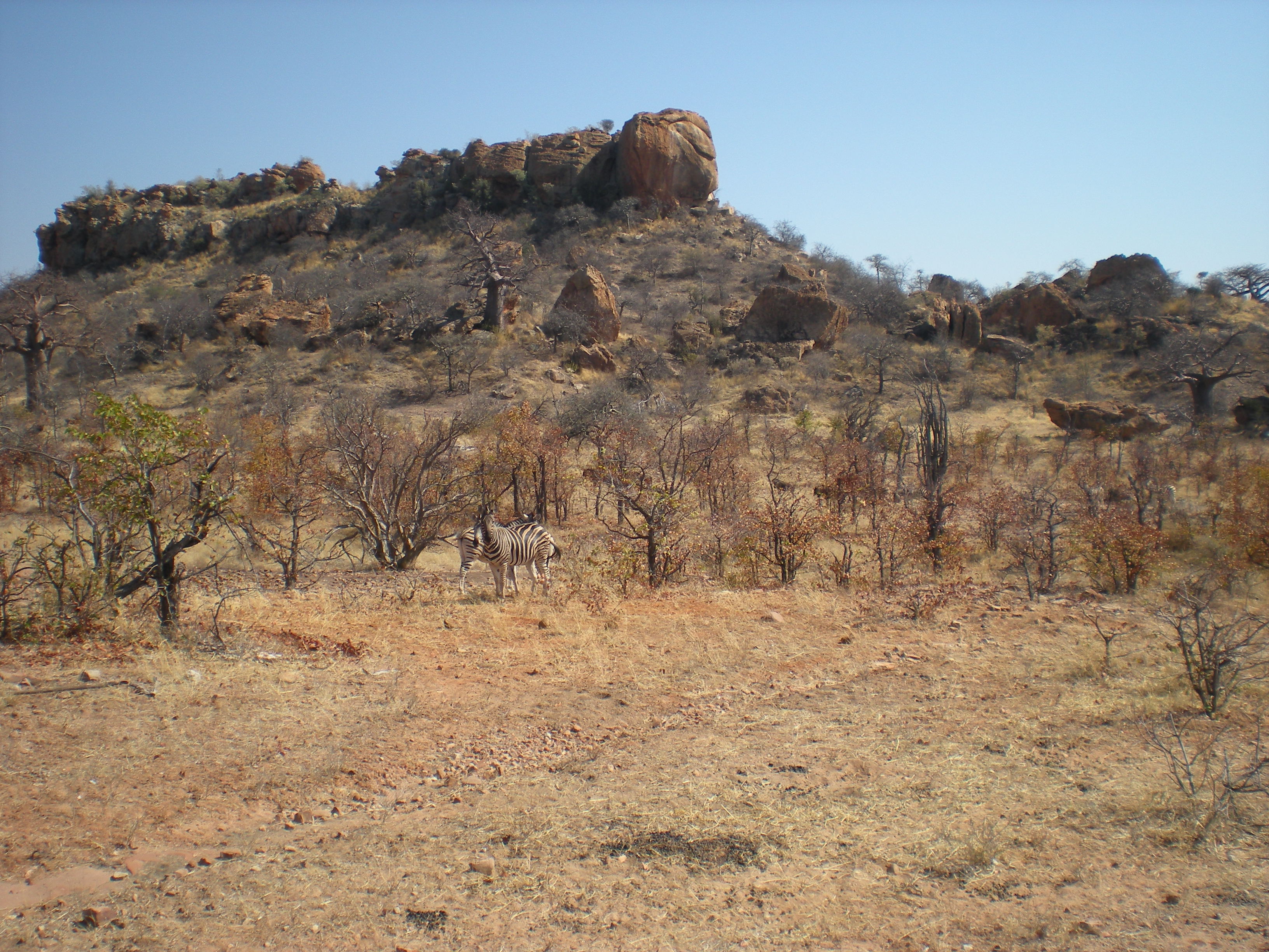 FileLandscape_in_the_Mapungubwe_National_Park_with_zebras.jpg