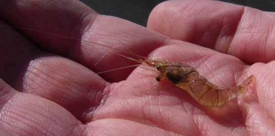 FilePalaemon_adspersus_Italy_cropped_rotated.jpg