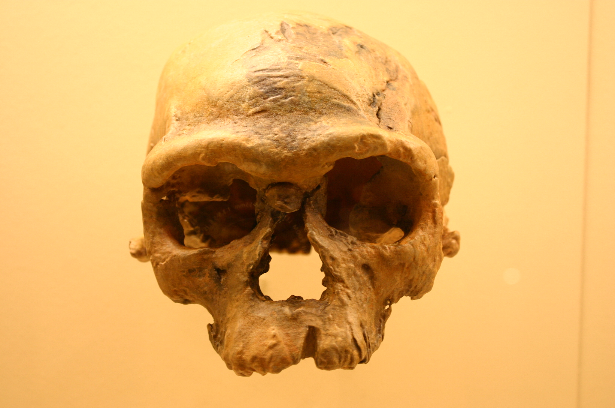 FileJebel_Irhoud_1._Homo_Sapiens.jpg