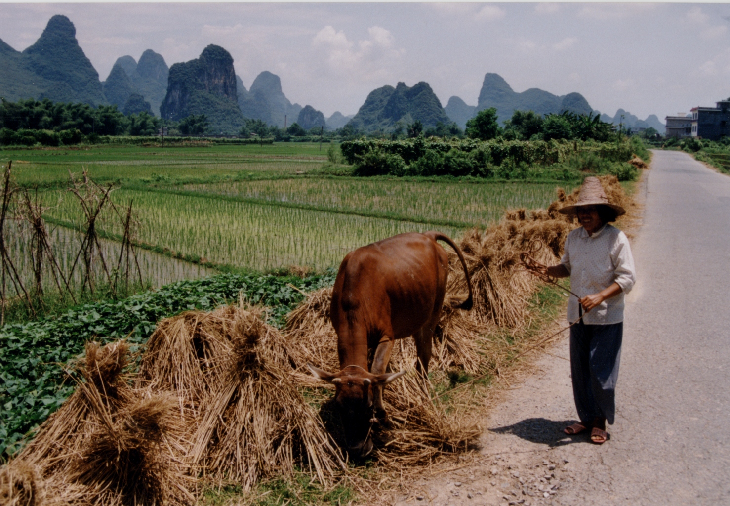 FileChina_Rice_field_with_farmer.jpg