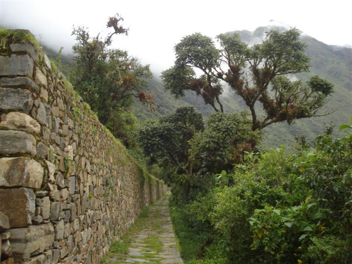 FileBig_terraces_bromeiliads.JPG