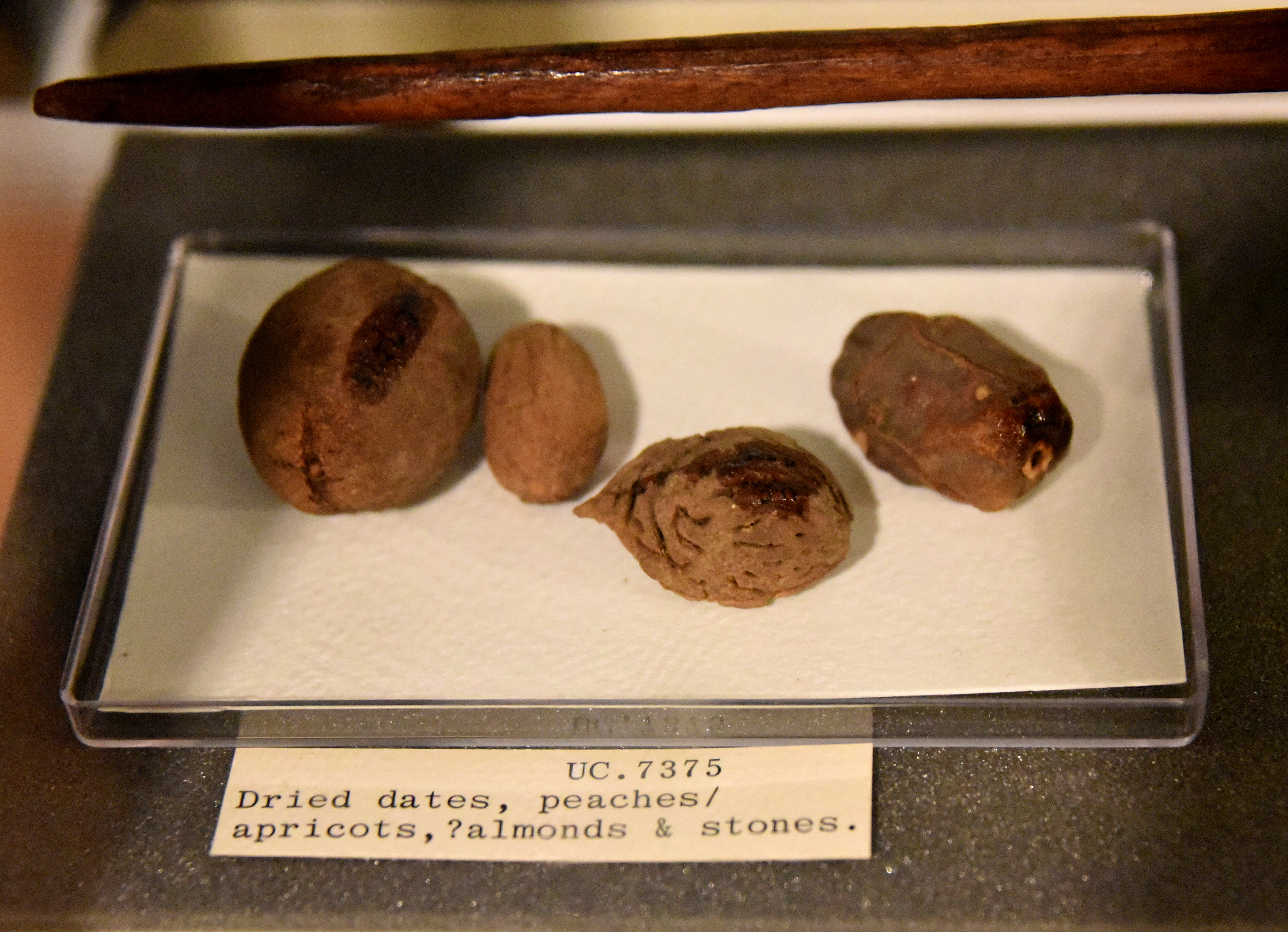 FileDried_date_peach_apricot_and_stones._From_Lahun_Fayum_Egypt._Late_Middle_Kingdom._The_Petrie_Museum_of_Egyptian_Archaeology_London.jpg