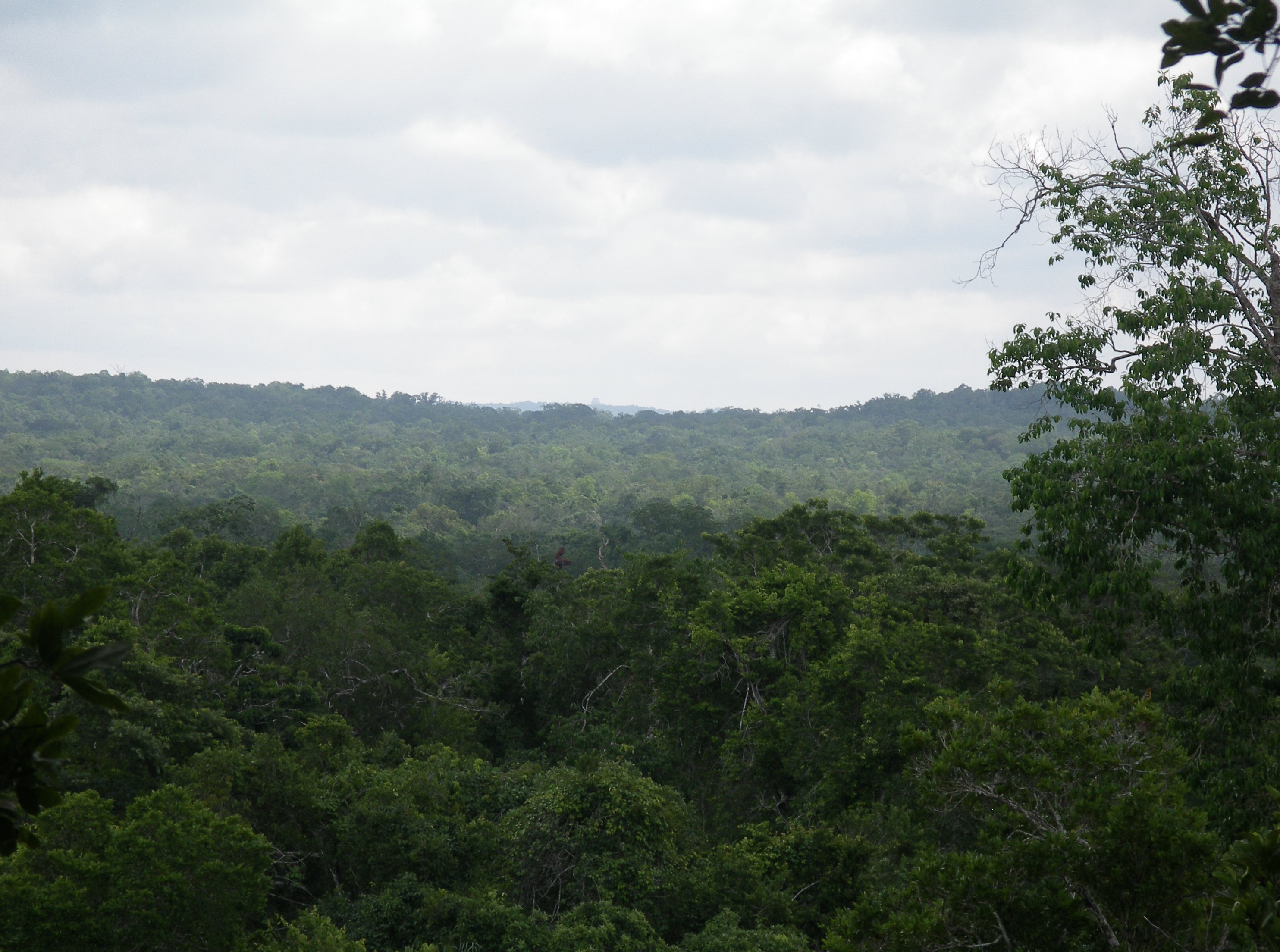 FileTemple_4_at_Tikal_from_El_Diablo_at_El_Zotz.JPG