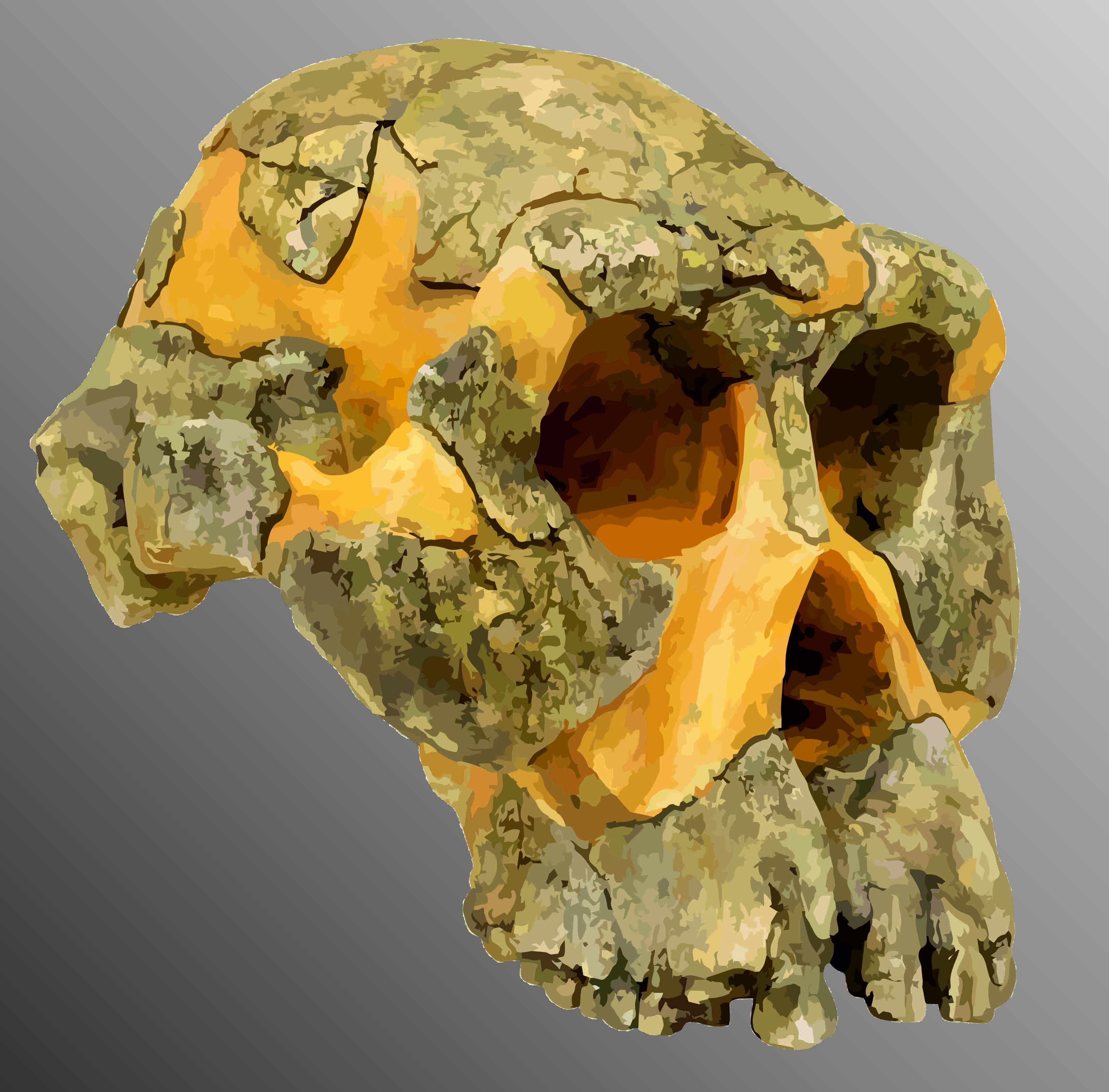 FileAL_444-2_skull.jpg