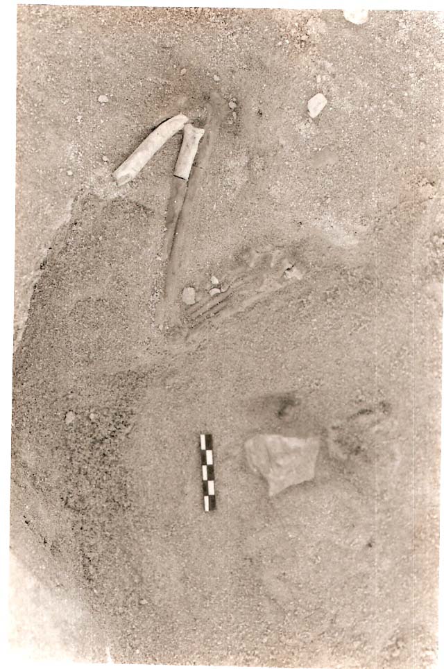 FileHoedjiespunt2_fossil_jackal.jpg
