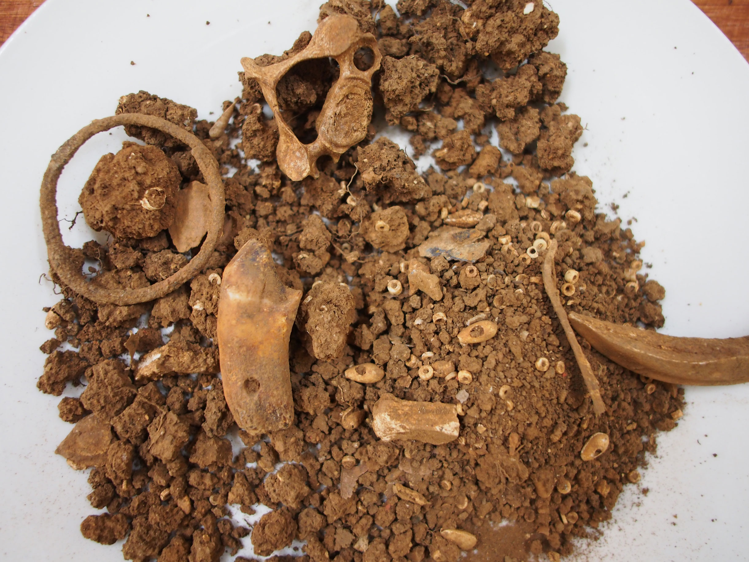 FileRing_pierced_tooth_and_marine_shells_iroungou_gabon.jpg