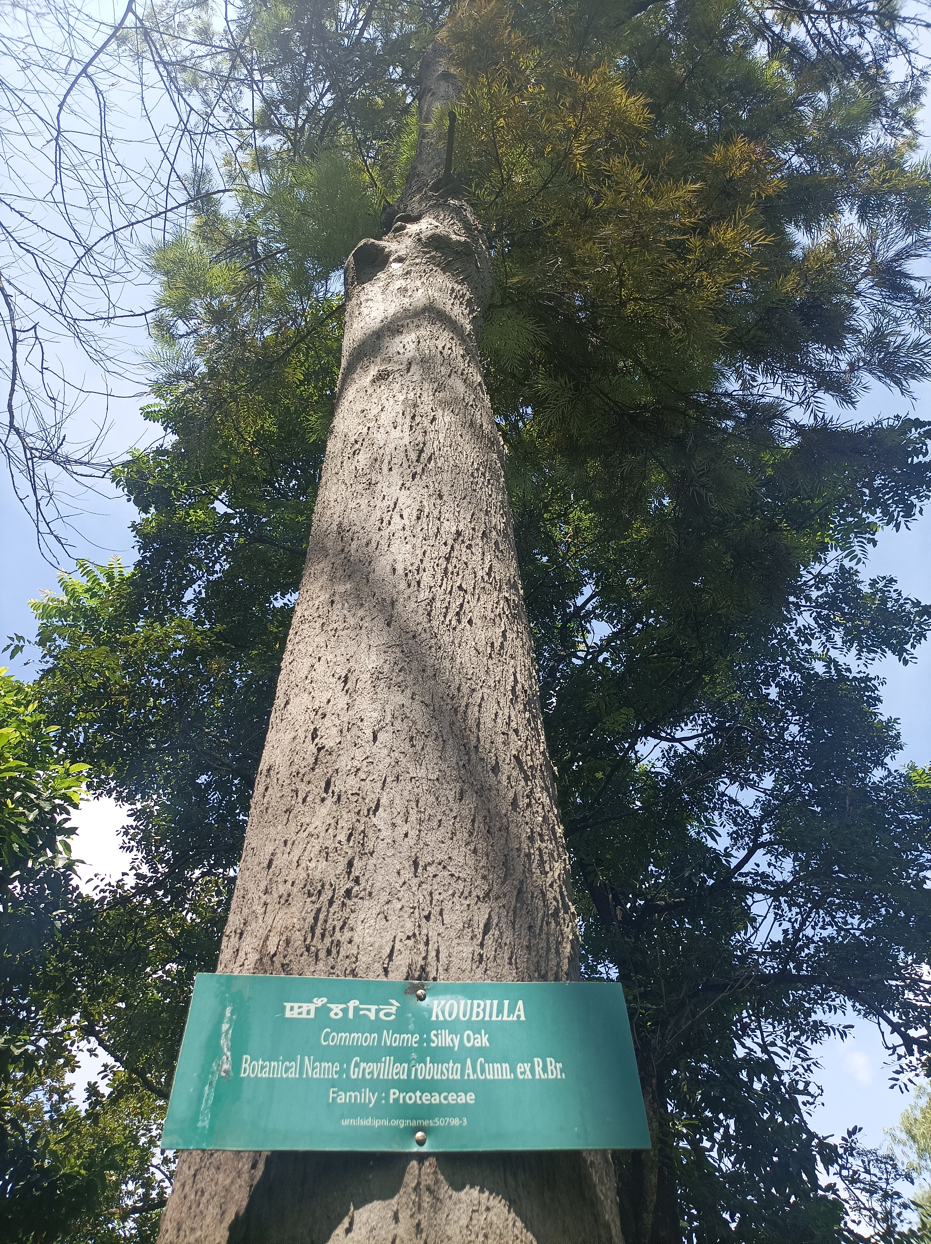 FileA_tree_of_Koubilla_Grevillea_robusta_species_growing_inside_the_Kangla_fort_in_Imphal_Kangleipak_Manipur.jpg