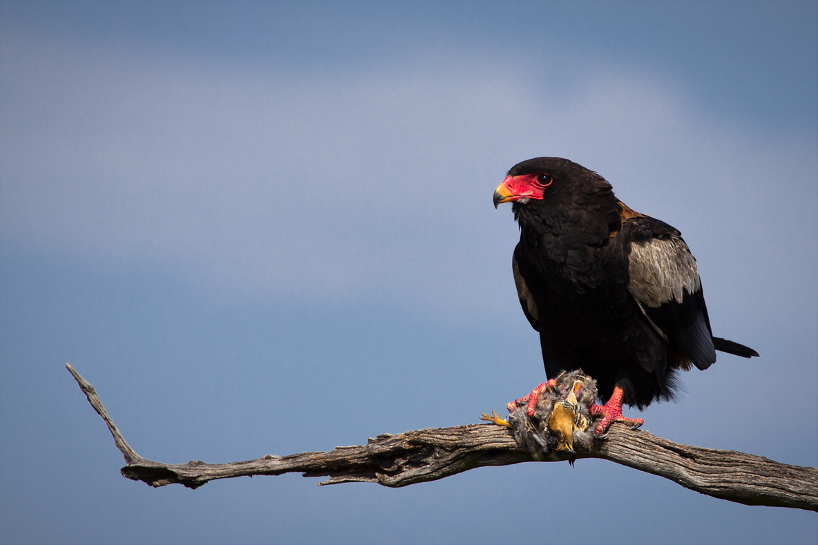 FileBateleur_Eagle_with_Kill.jpg