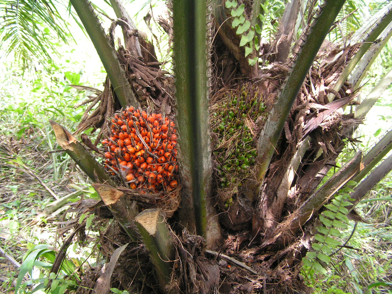 FileElaeis_guineensis_fruits_on_tree.jpg