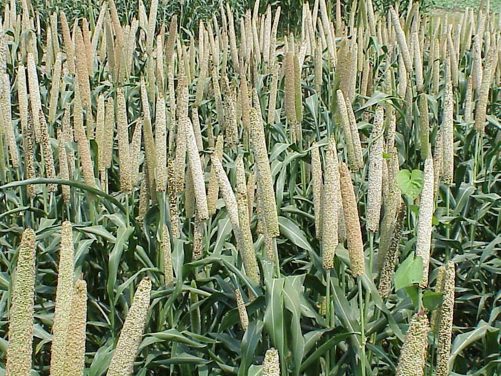 FileGrain_millet_early_grain_fill_Tifton_7-3-02.jpg