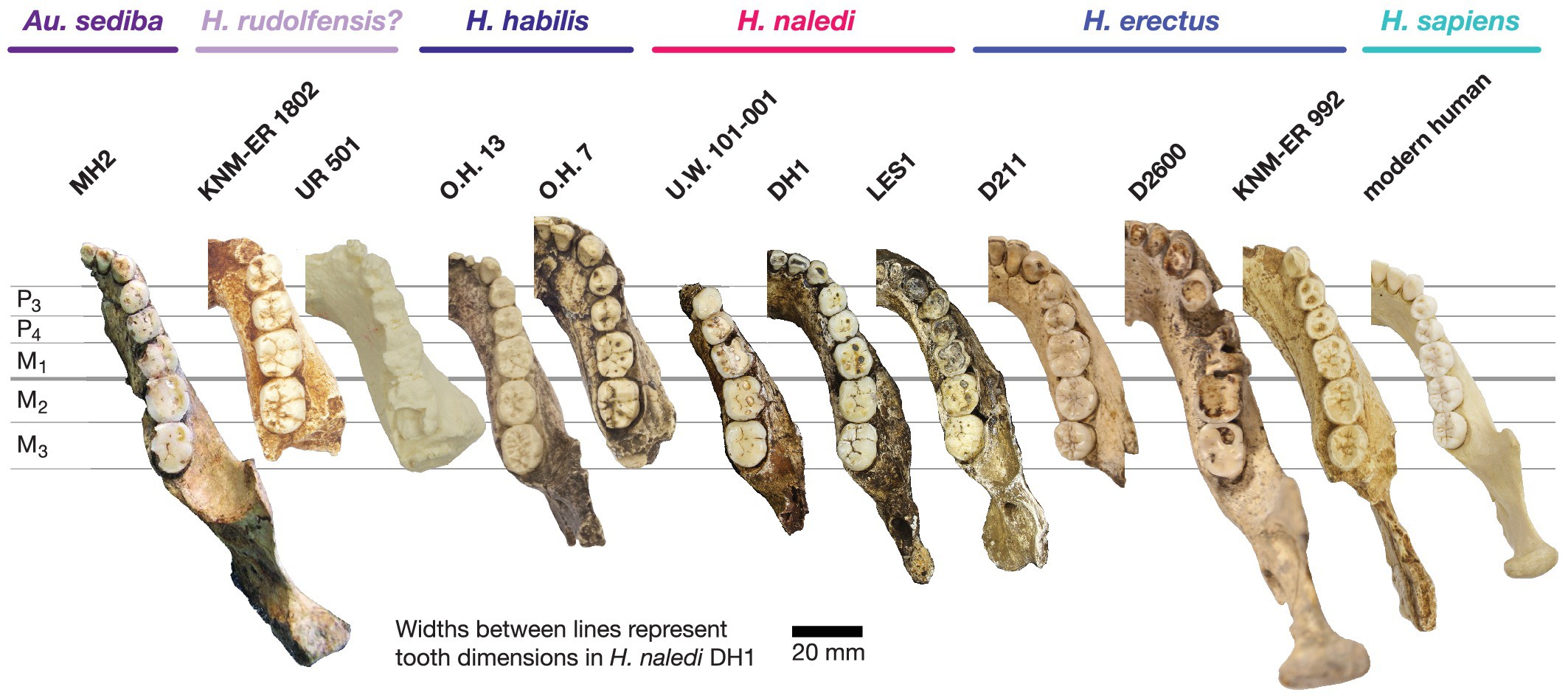 FileElife-24232-fig10-v1_Mandibular_and_dental_anatomy_in_Homo_naledi_compared_to_other_species_of_Homo.jpg