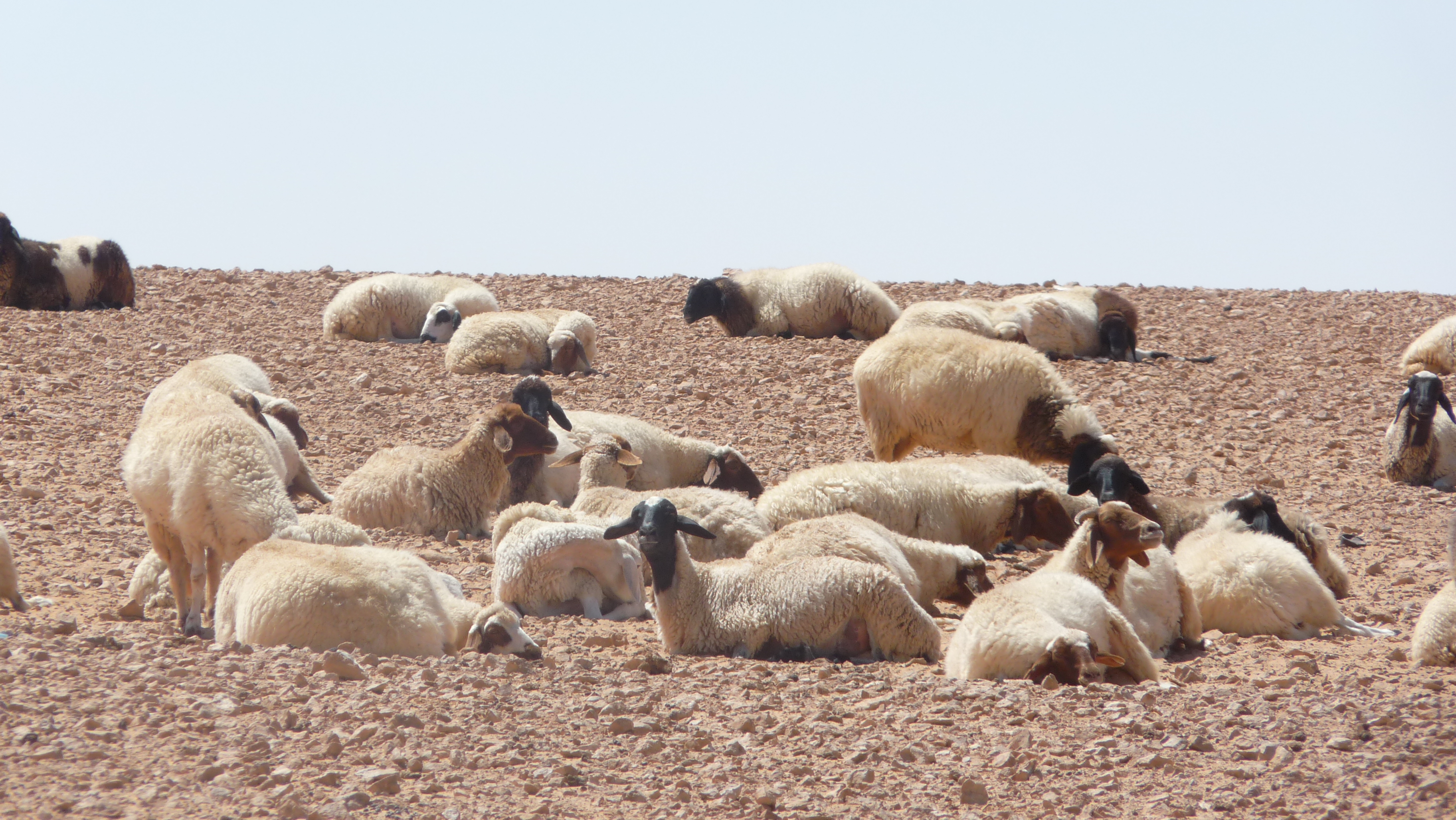 FileOase_Ksar-Ghilane_-_Schafe.jpg