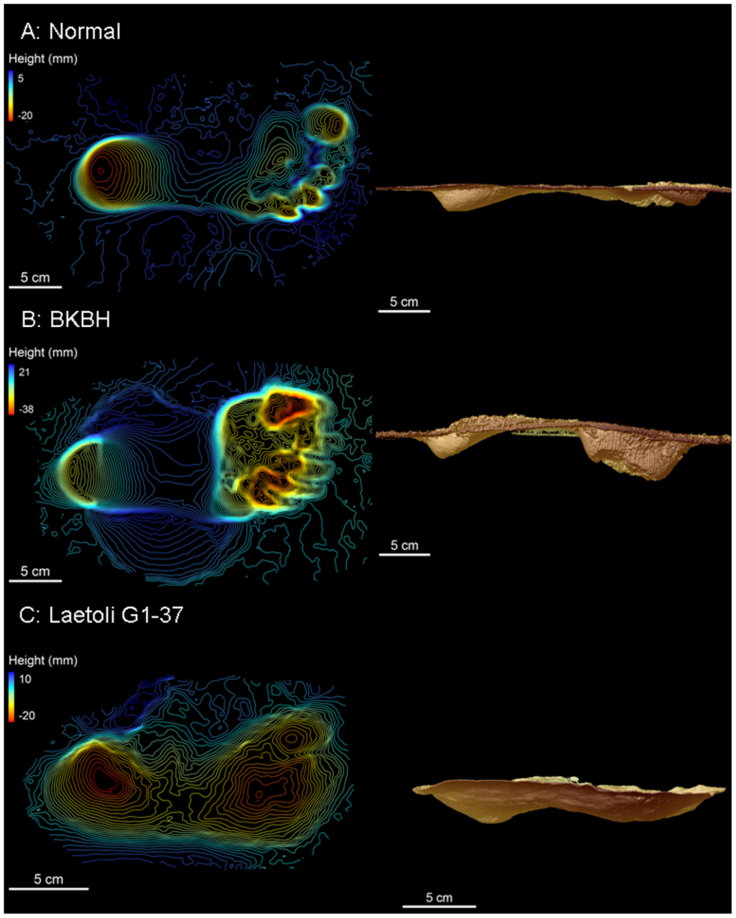 FileLaetoli_footprints.png