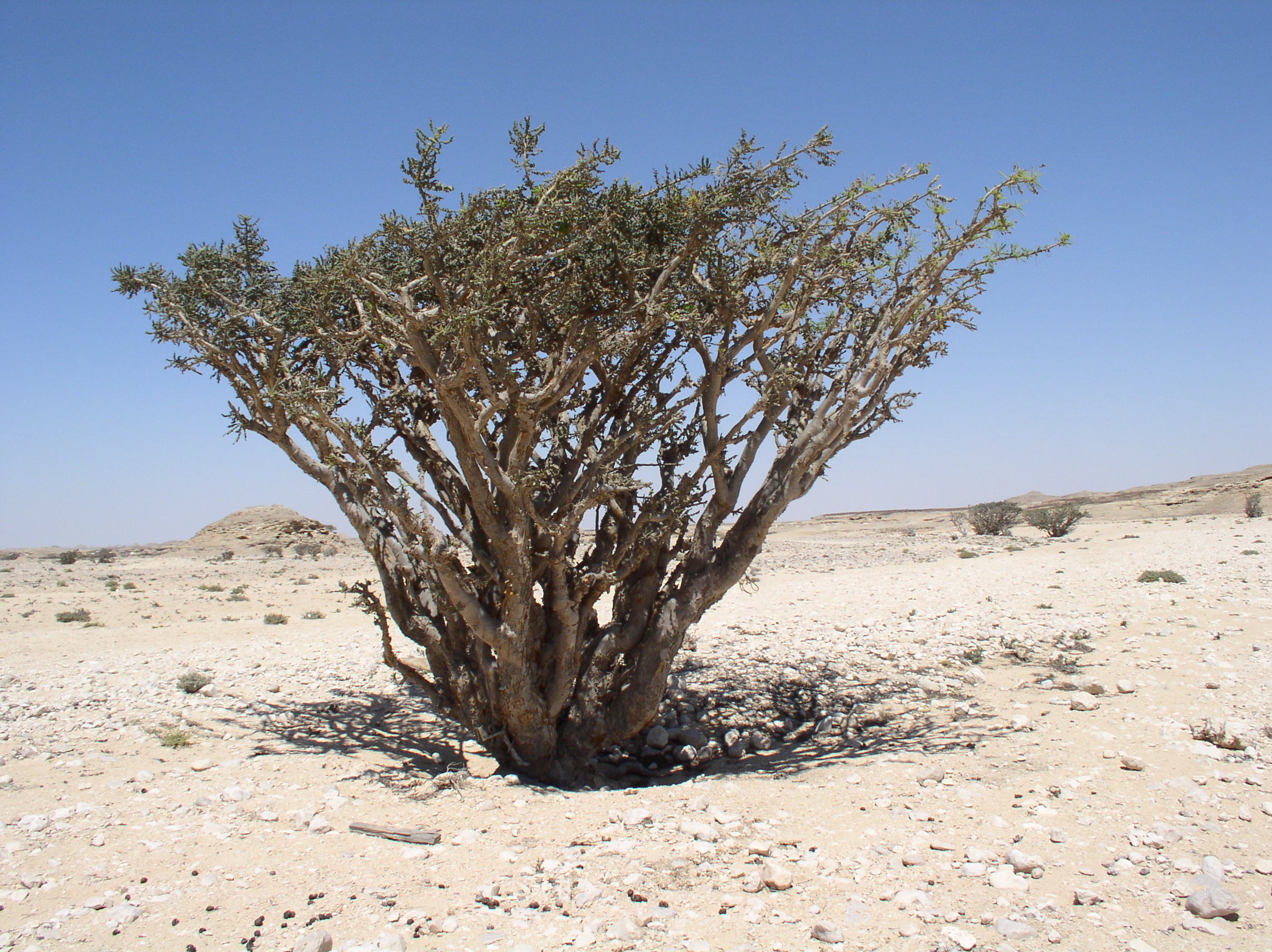 FileBoswellia_sacra_in_Wadi_Dowkah_Dhofar.JPG