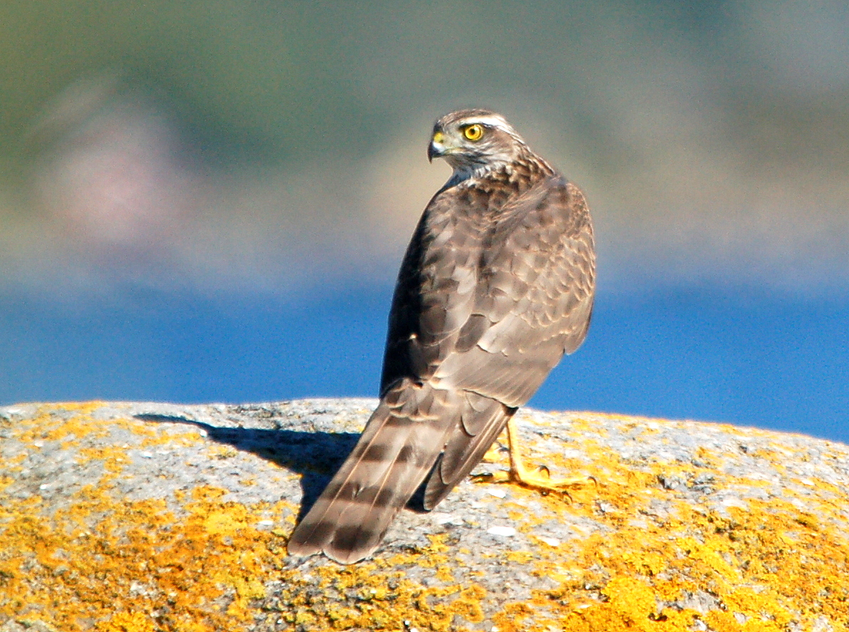 FileAccipiter_nisus.JPG