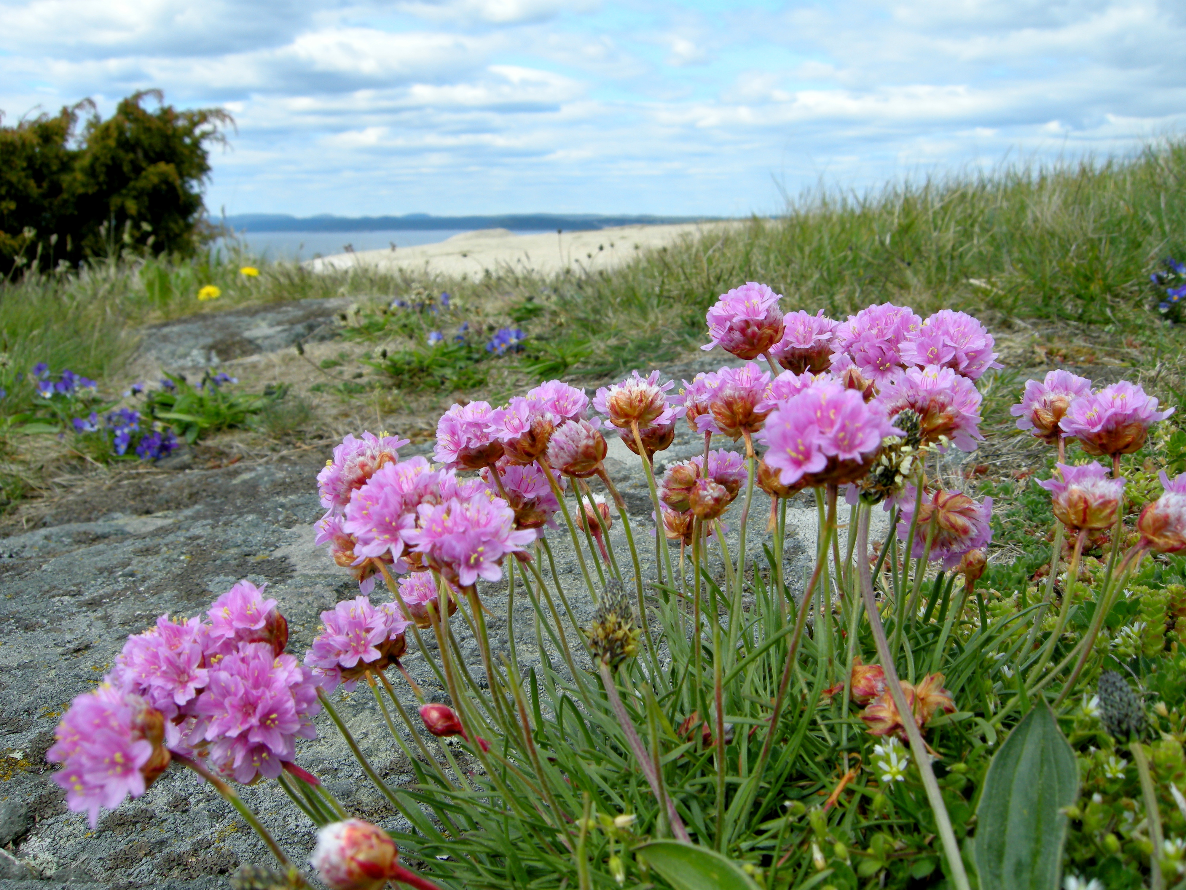 FileArmeria_maritima_-_Moelen_4.jpg