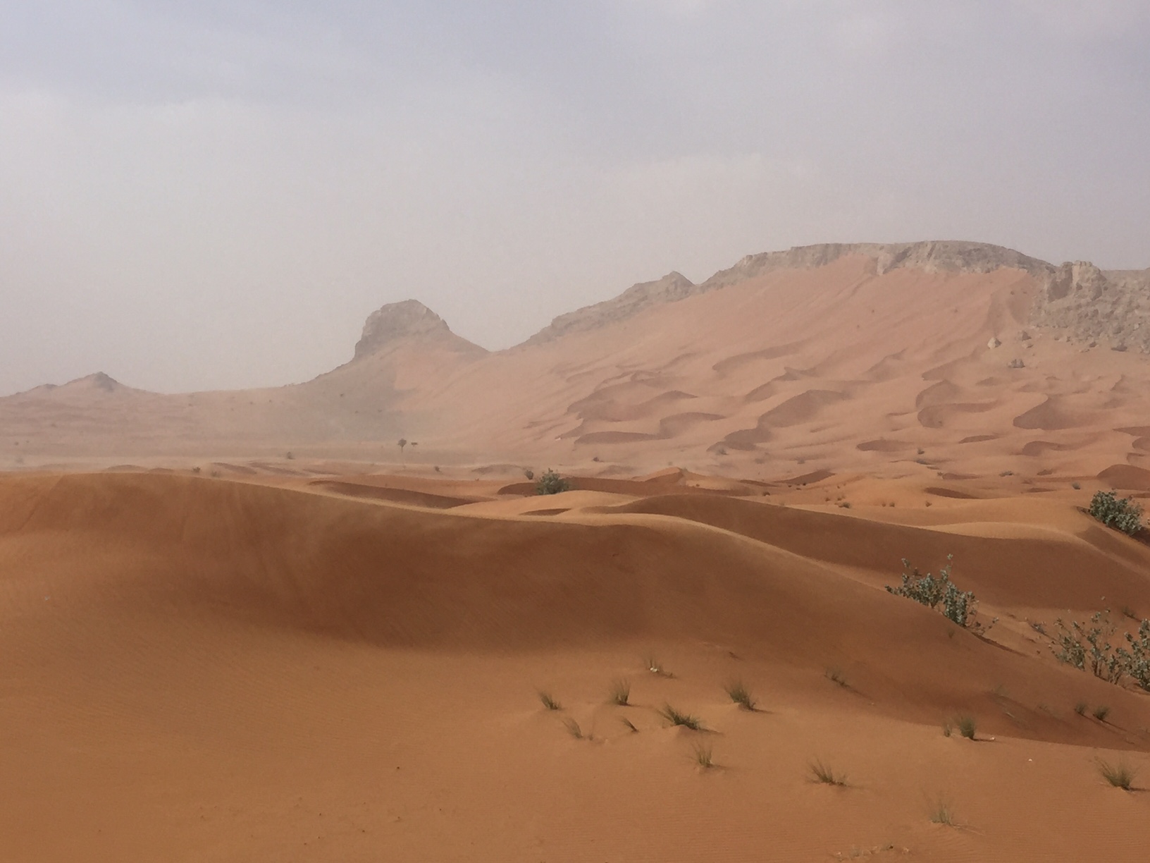 FileFossil_Rock_UAE.jpg