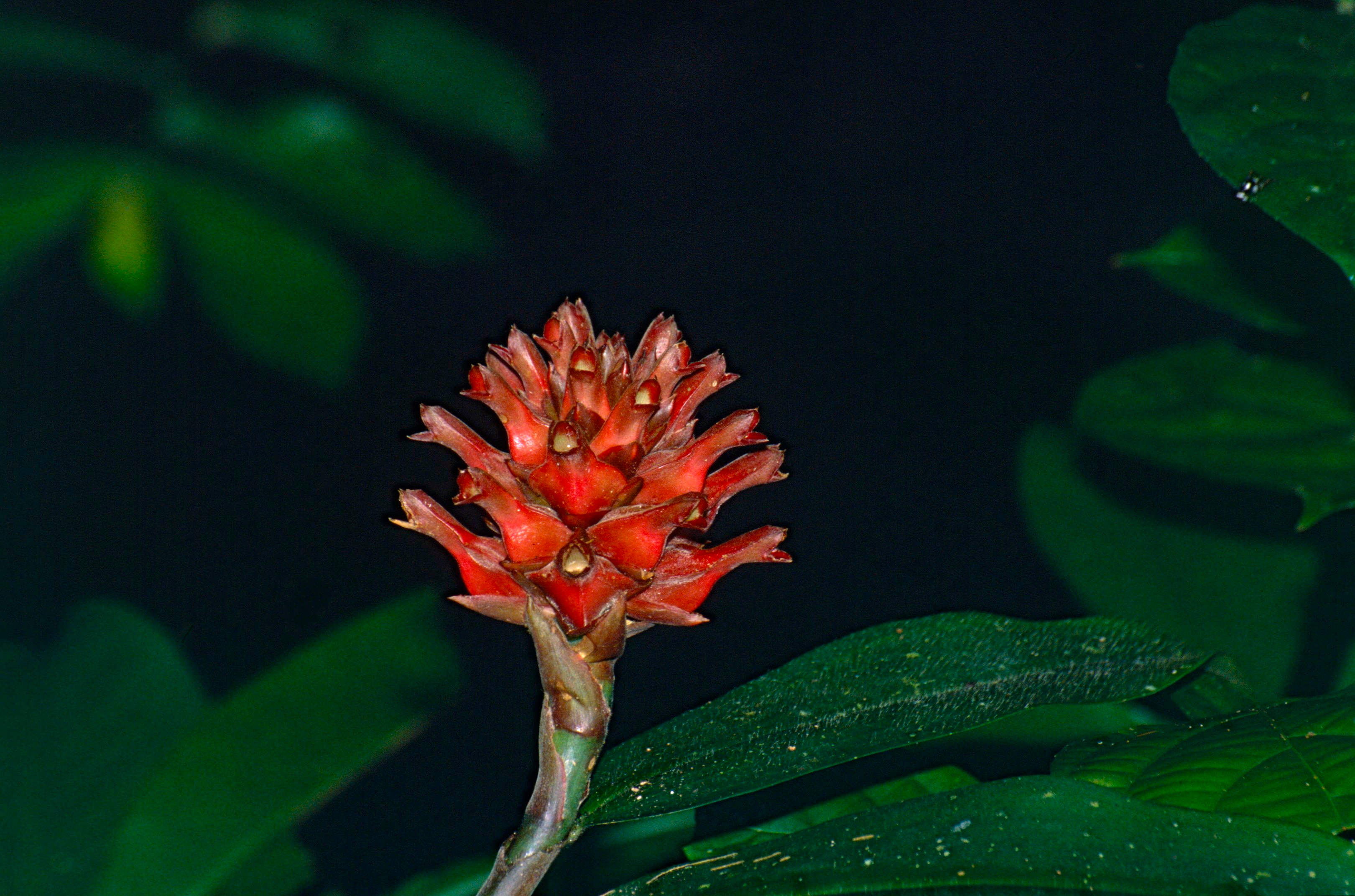 FileCane_Reed_Cheilocostus_speciosus_bracts_14256204522.jpg
