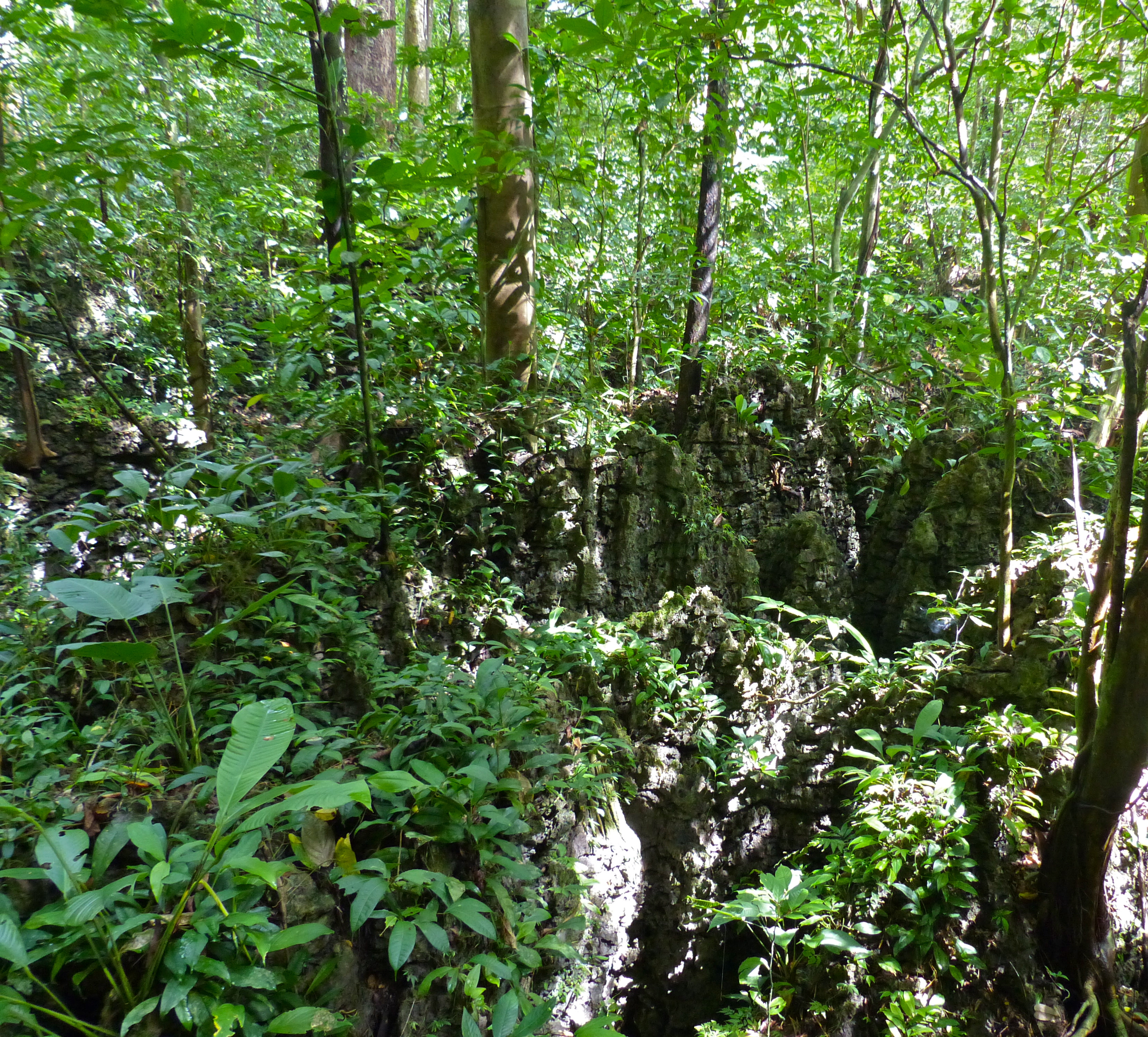 FileForest_on_limestone_formations_15474678598.jpg