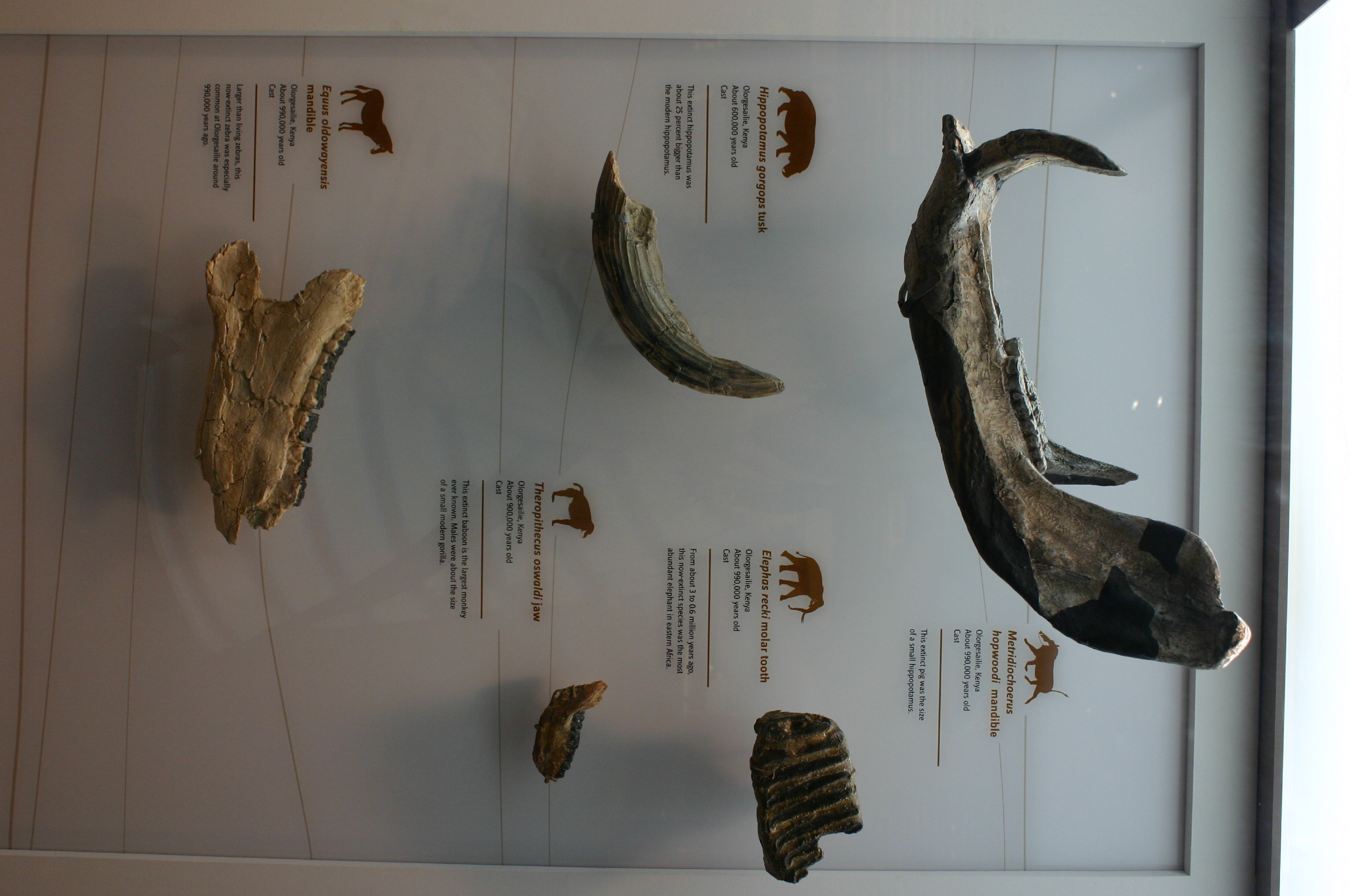FileOlorgesailie_fossils.jpg
