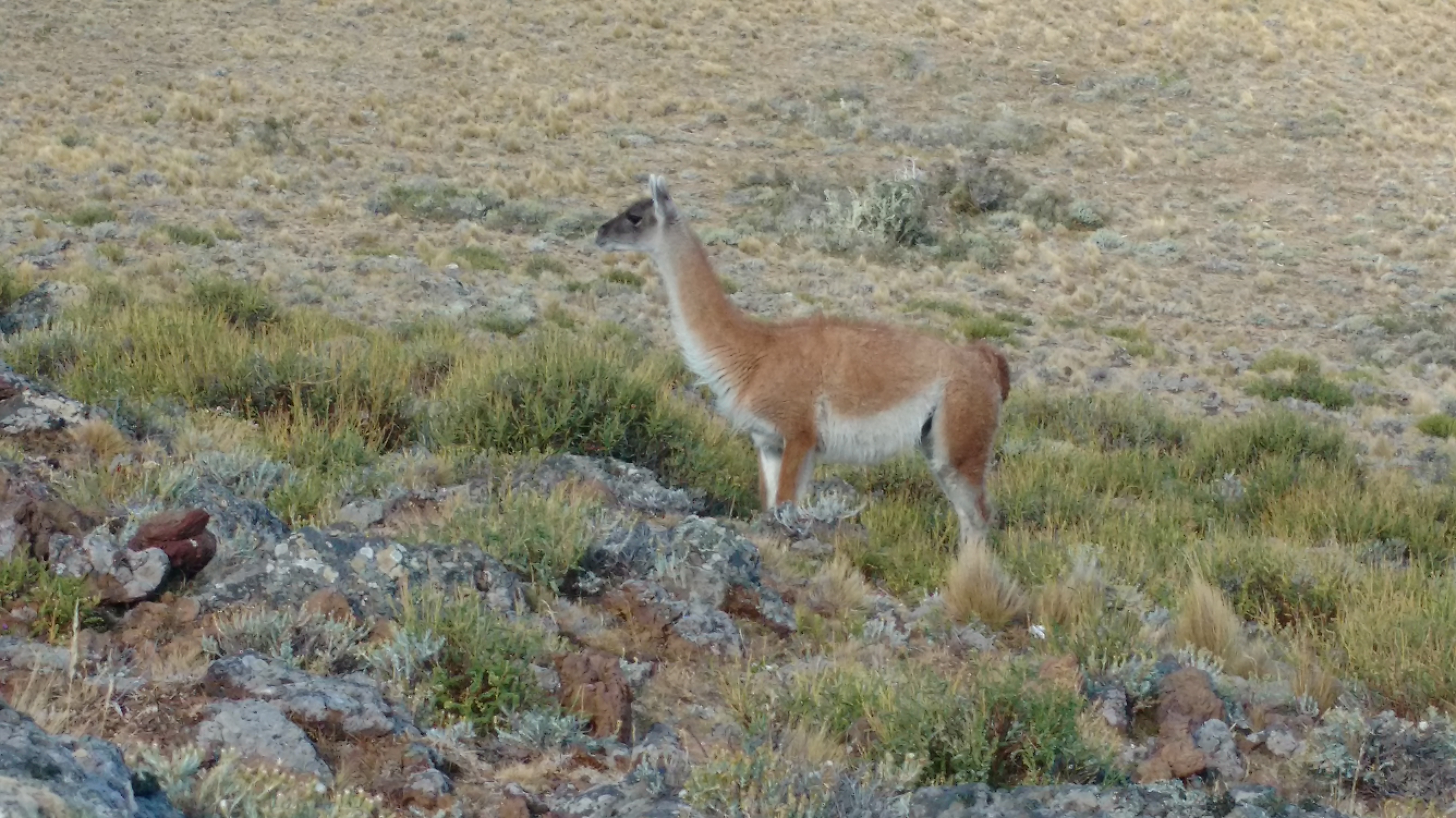 FileGuanaco_en_Parque_Nacional_Pali_Aike_Chile.jpg