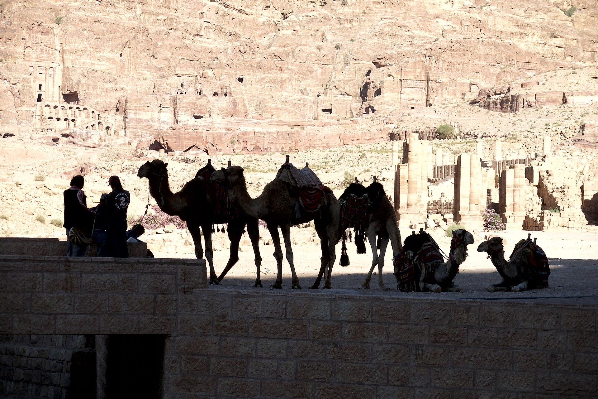 Camels_in_Petra_2__Jordan.jpg
