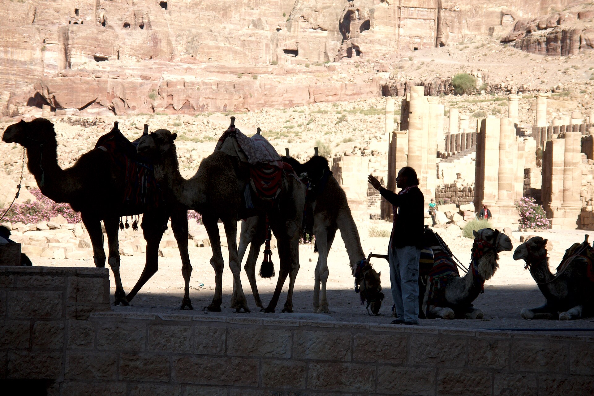Camels_in_Petra__Jordan.jpg