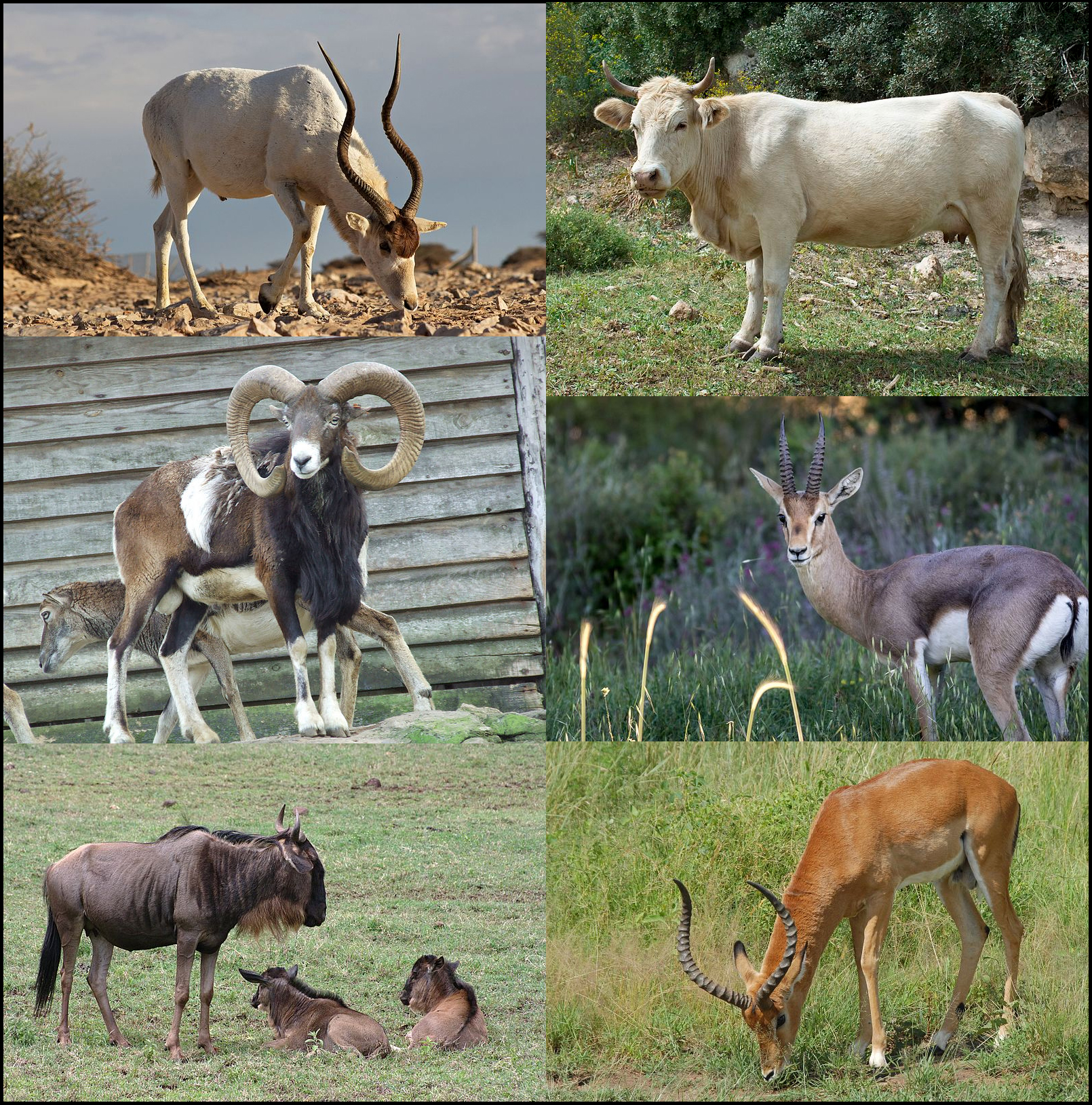 FileBovidae-0001.jpg