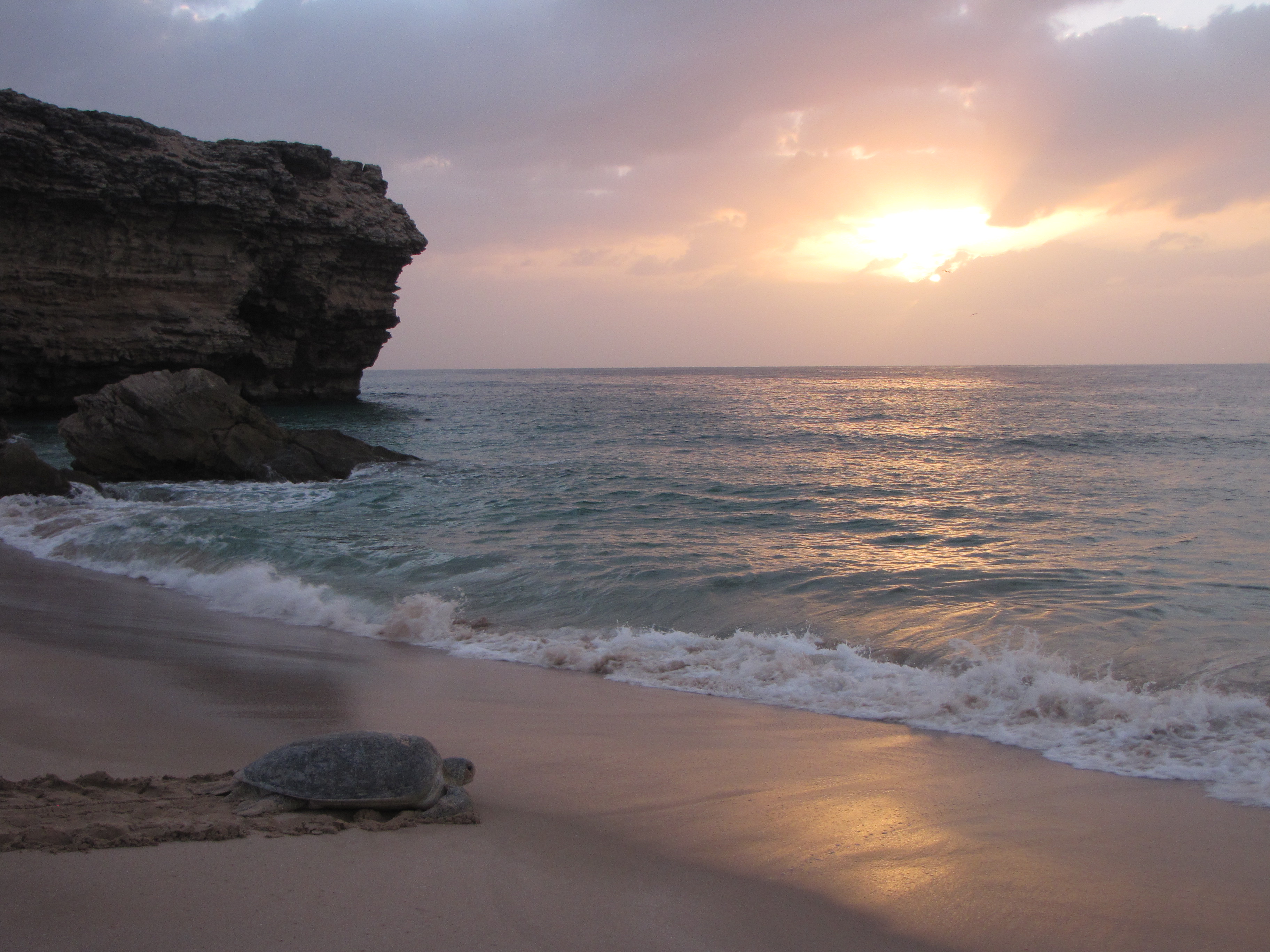 FileGreen_trurtle_at_ras_al_jinz_oman.JPG