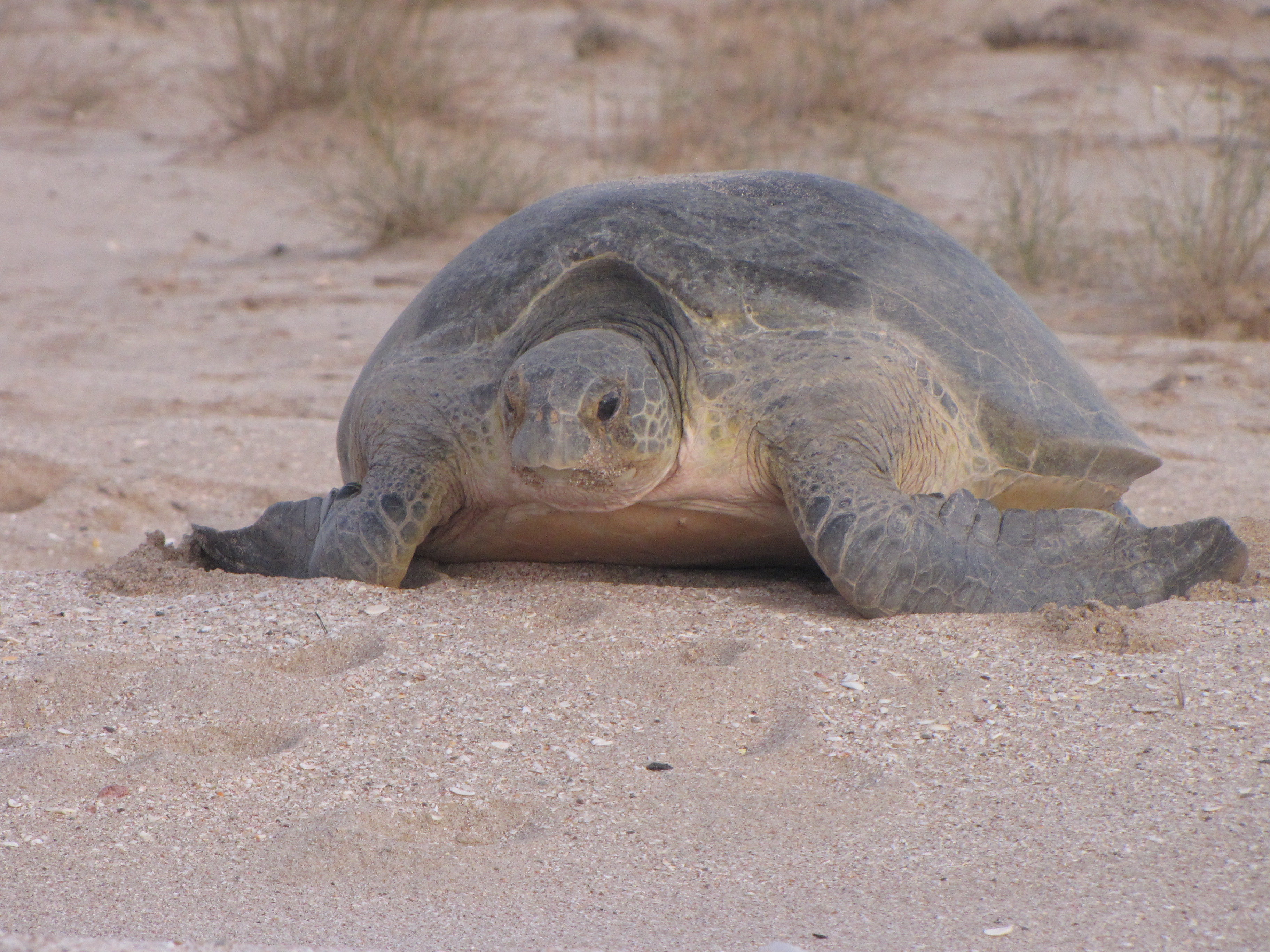 FileGreen_trurtle_at_ras_al_jinz_oman_detail.JPG