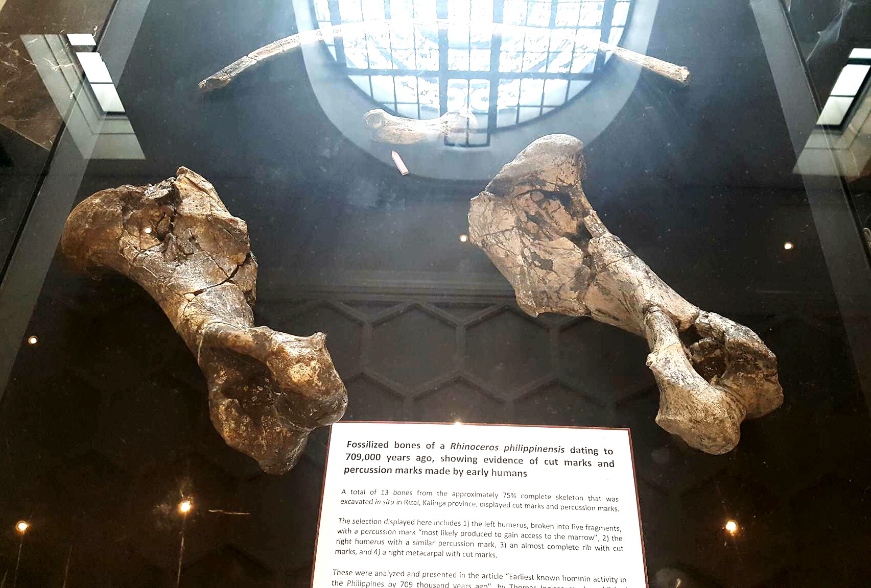 FileRemains_of_a_Rhinoceros_philippinensis_found_in_Rizal_Kalinga_dated_c._709000_years_ago.jpg