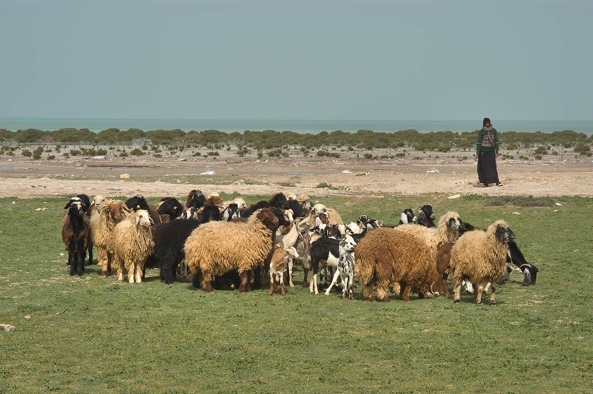 FileBedouin_grazing_his_sheep_near_Ruwayda.jpg