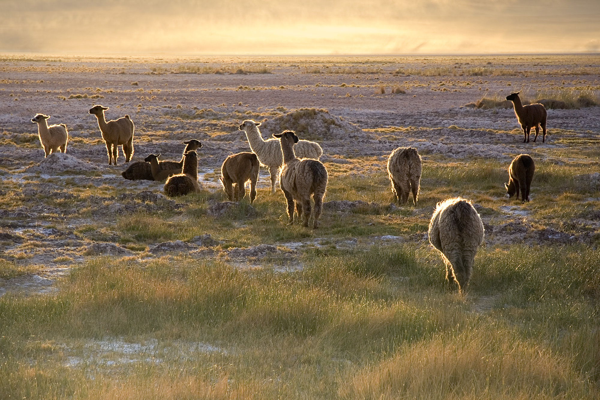 FileLamas_in_the_sunset_San_Pedro_de_Atacama_Chile_Luca_Galuzzi_2006.jpg