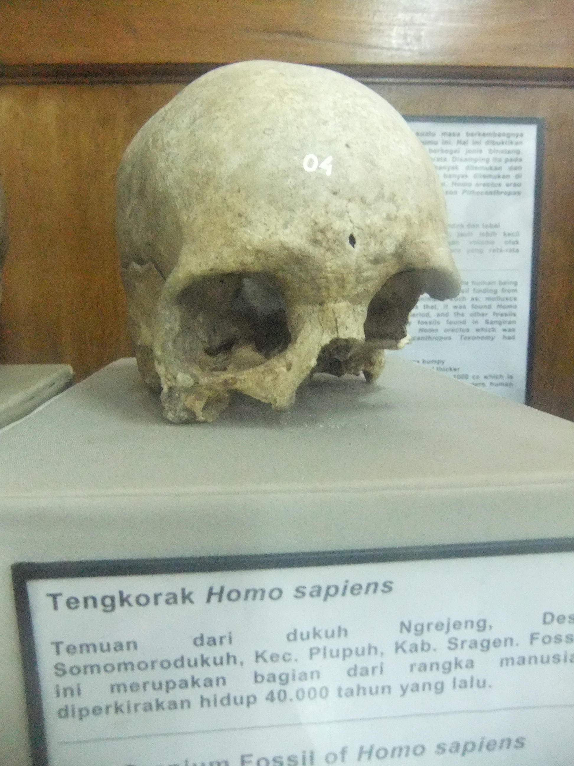 FileHomo_sapiens_Ngrejeng.JPG