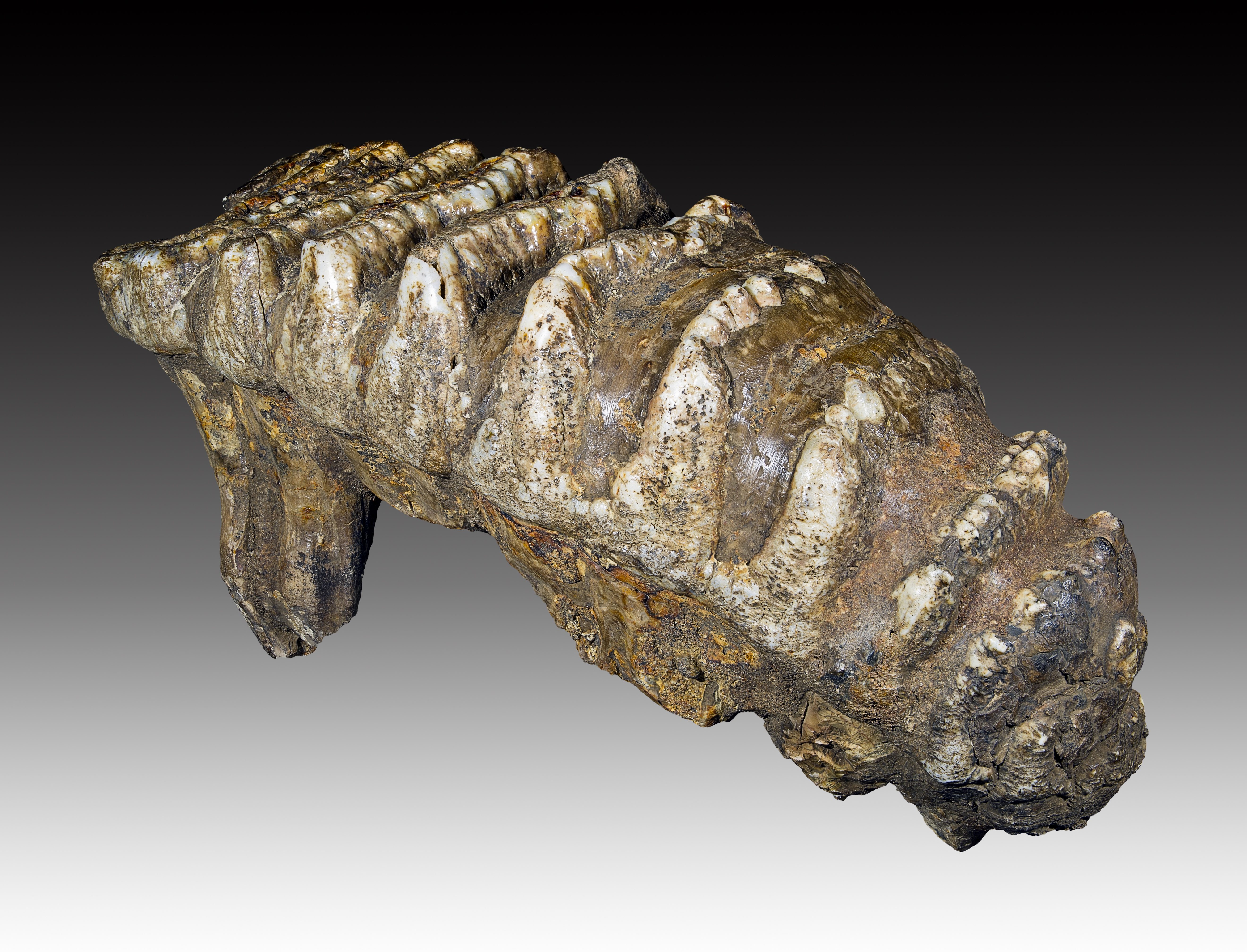 FileMolaire_de_stegodon.jpg