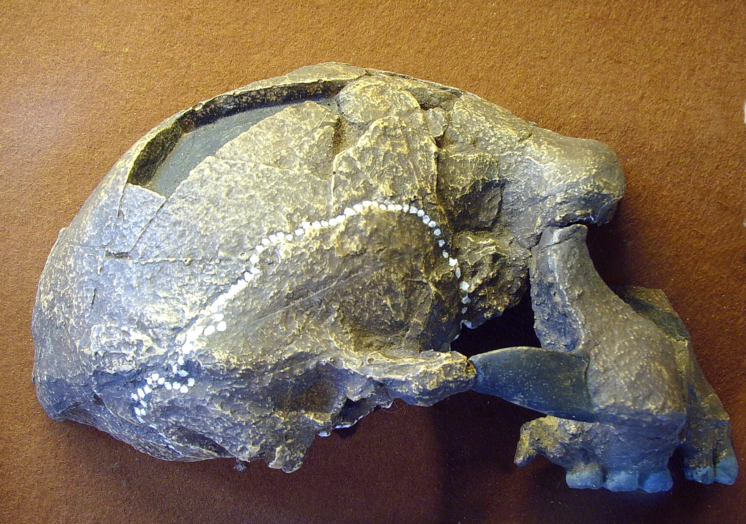 FileSangiran_17-02.JPG