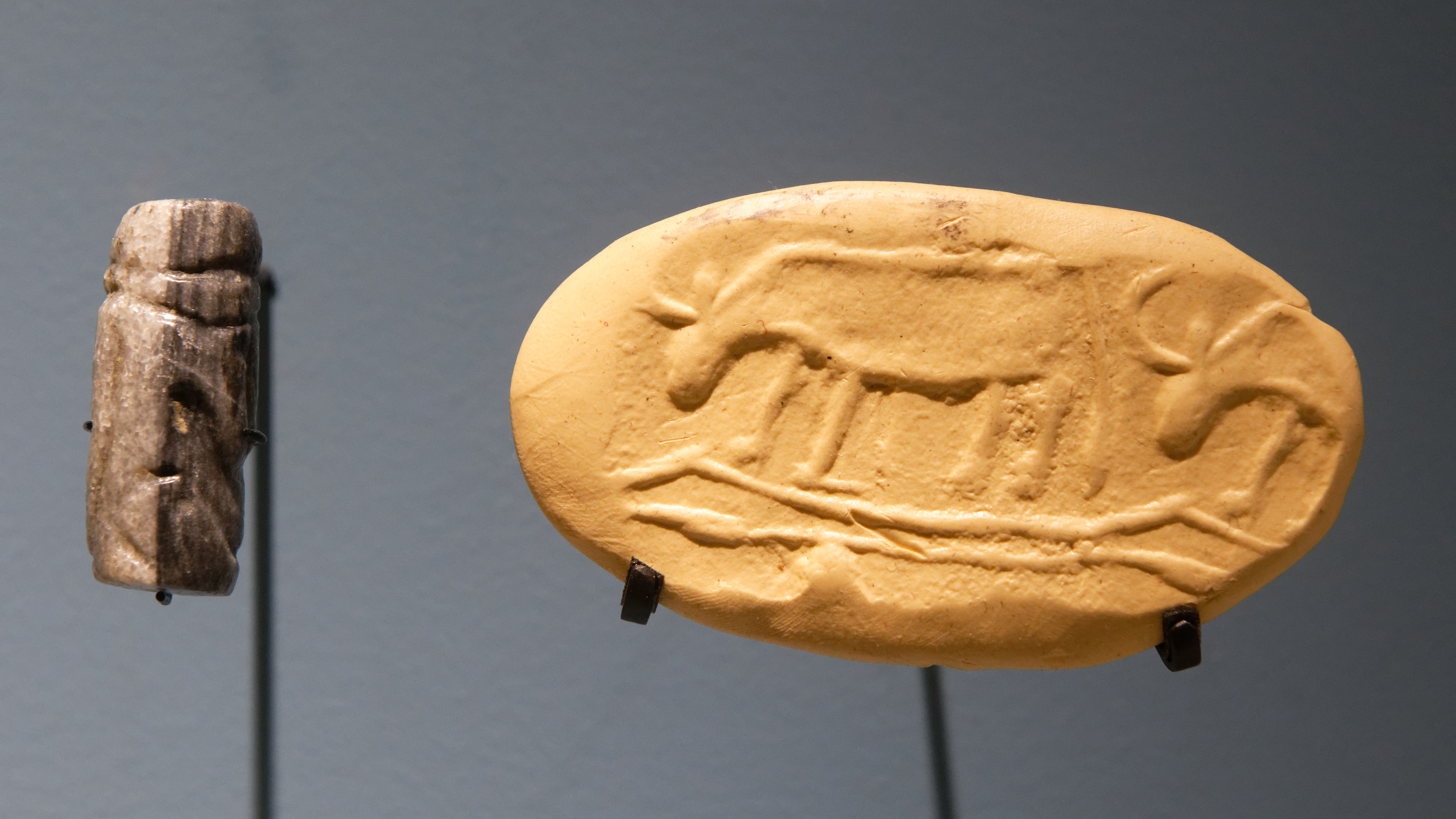 FileCylinder_seal_cow_MNAT_SZM211.jpg