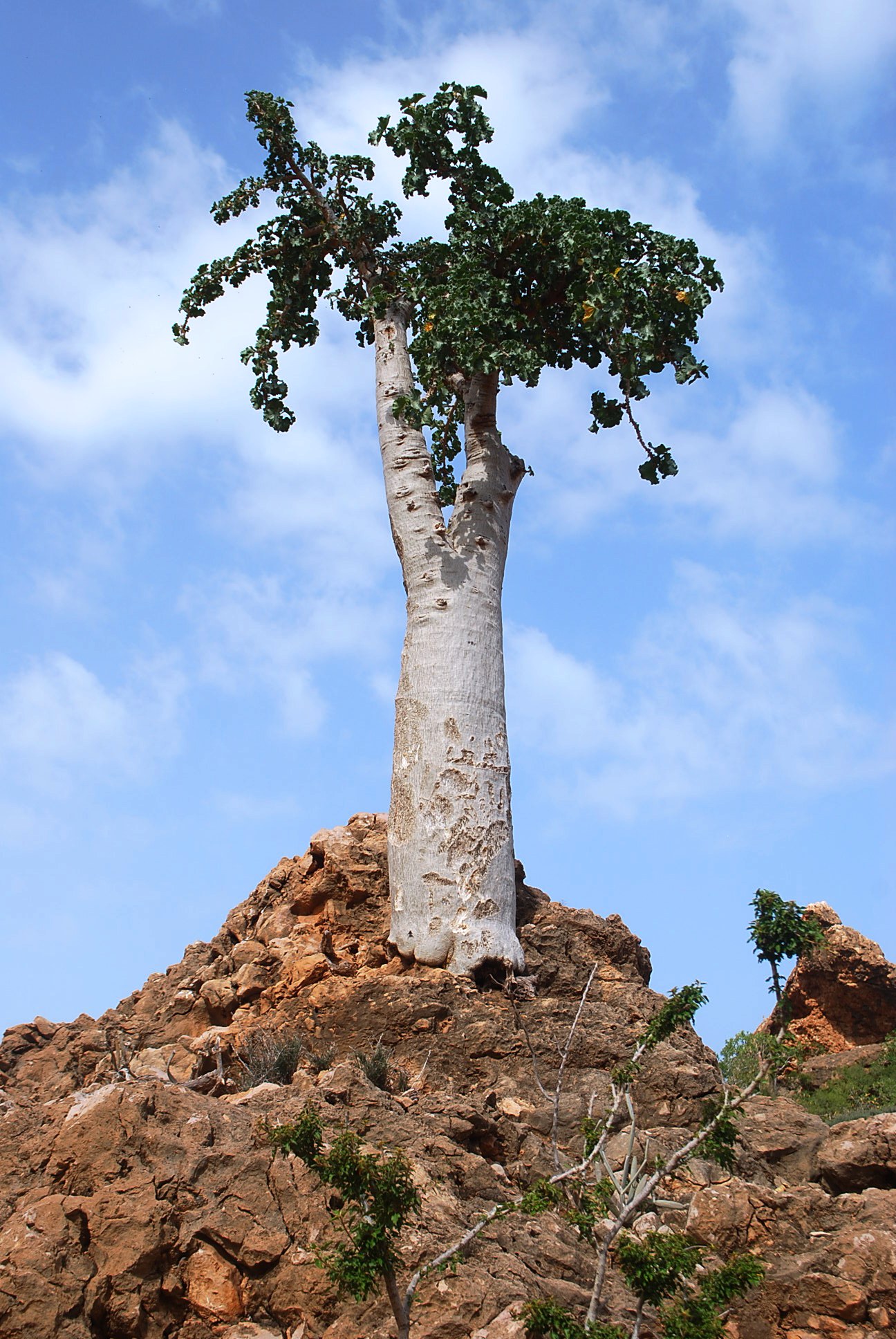 FileCucumber_tree_6407165121.jpg