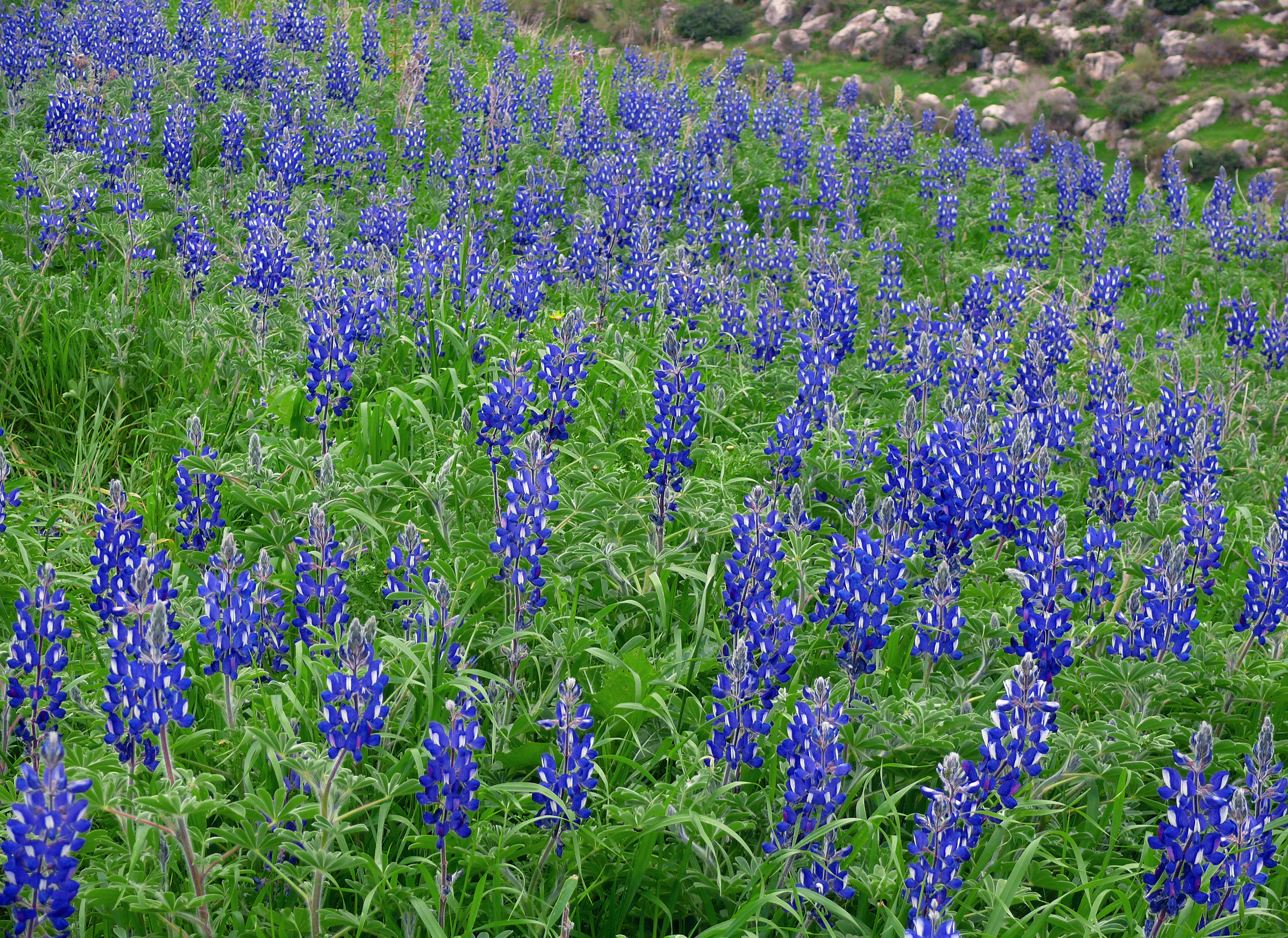 FileLupinus_pilosus_Zachi_Evenor_for_Wiki.jpg