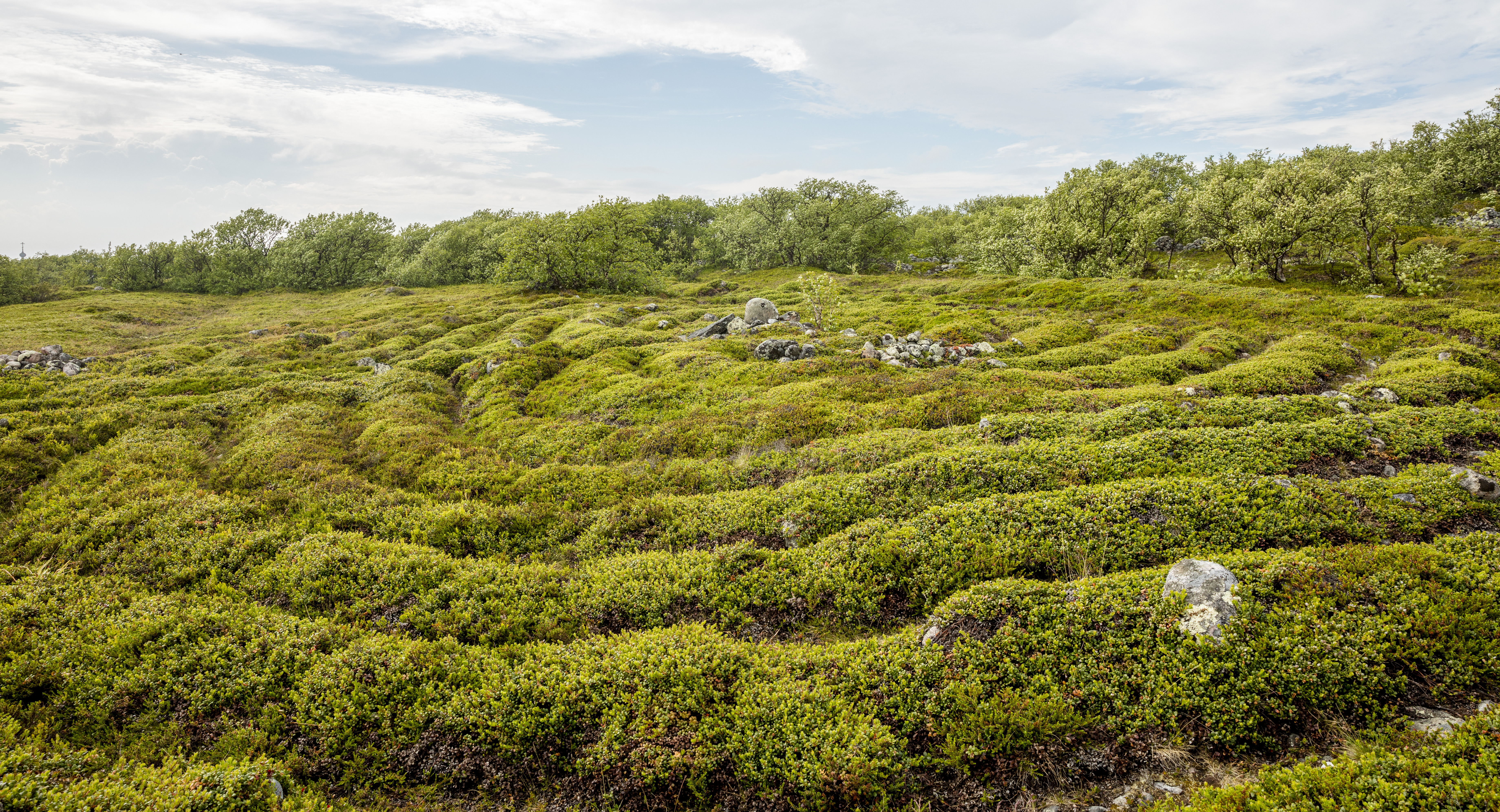FileRUS-2016-Bolshoi_Zayatsky_Island-Stone_labyrinth_01.jpg