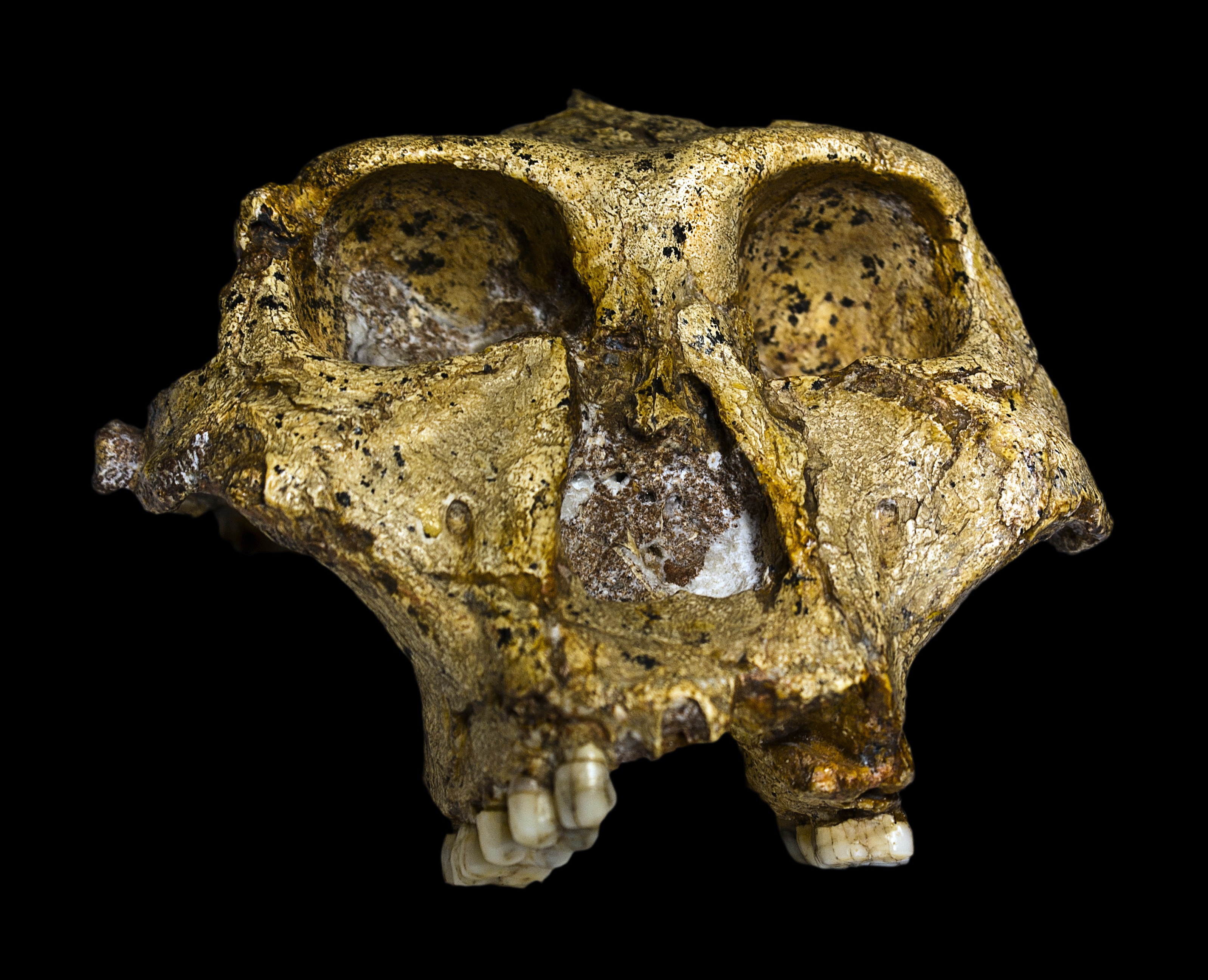 FileOriginal_of_Paranthropus_robustus_Face.jpg